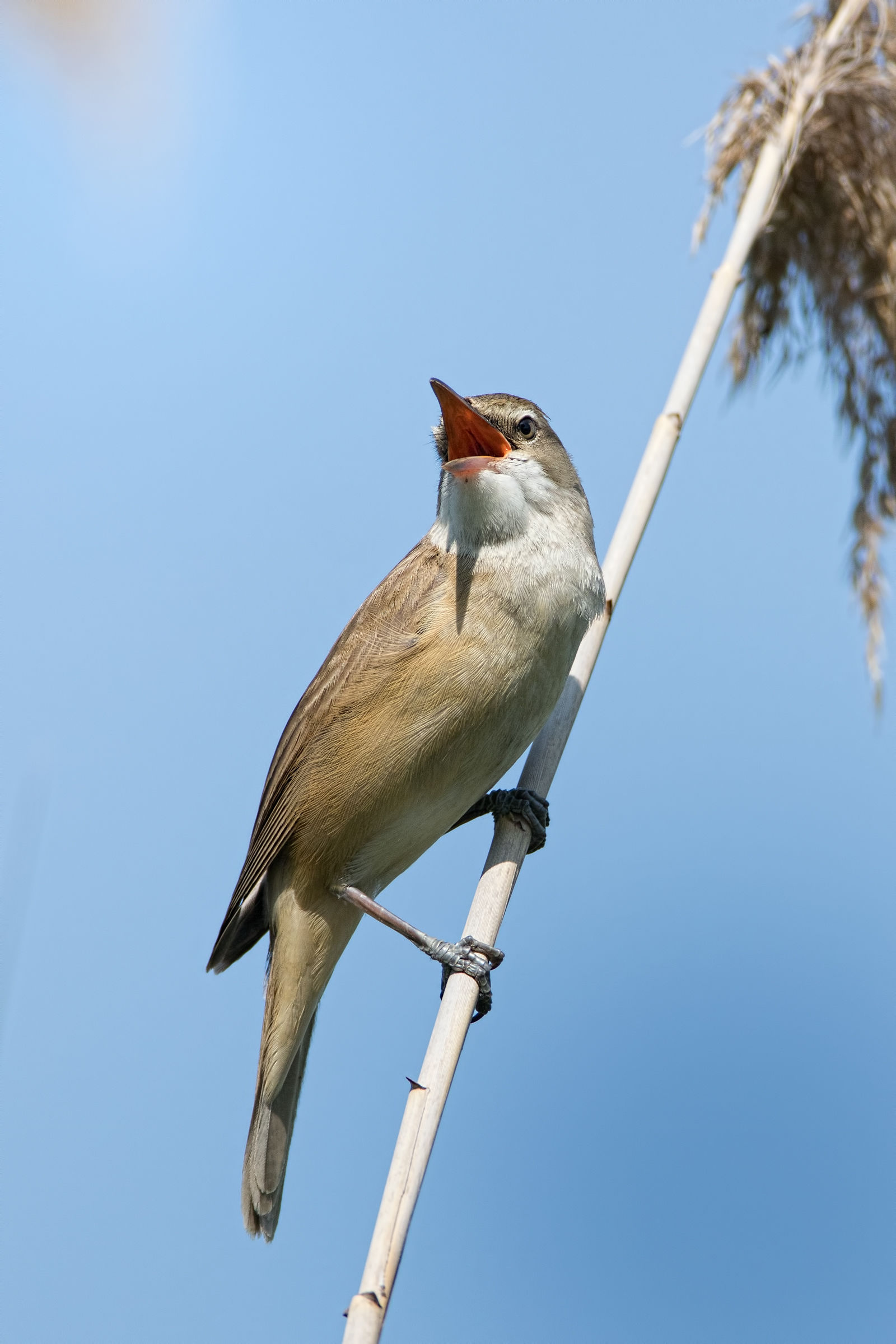 Cannaiola (Acrocephalus scirpaceus)