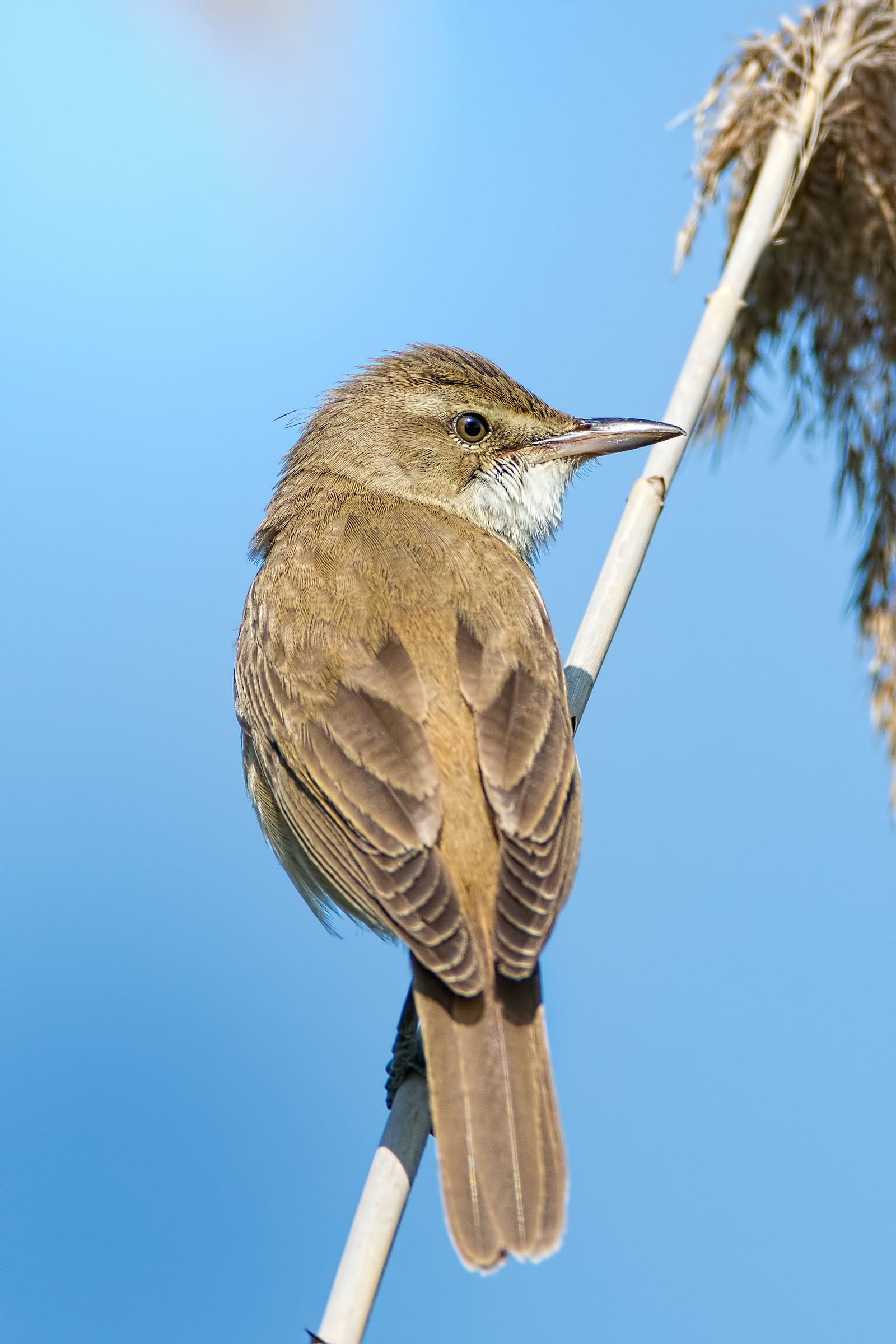 Cannaiola (Acrocephalus scirpaceus)