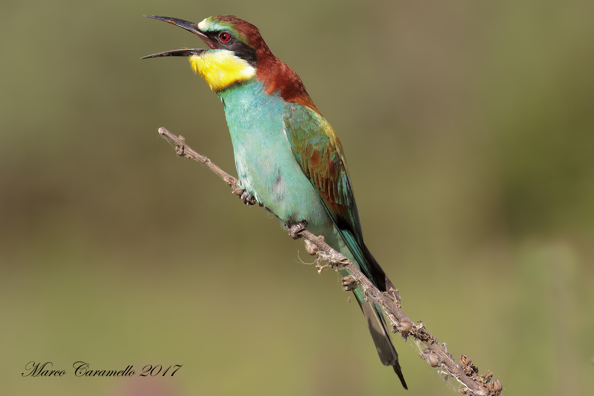 Bee eater