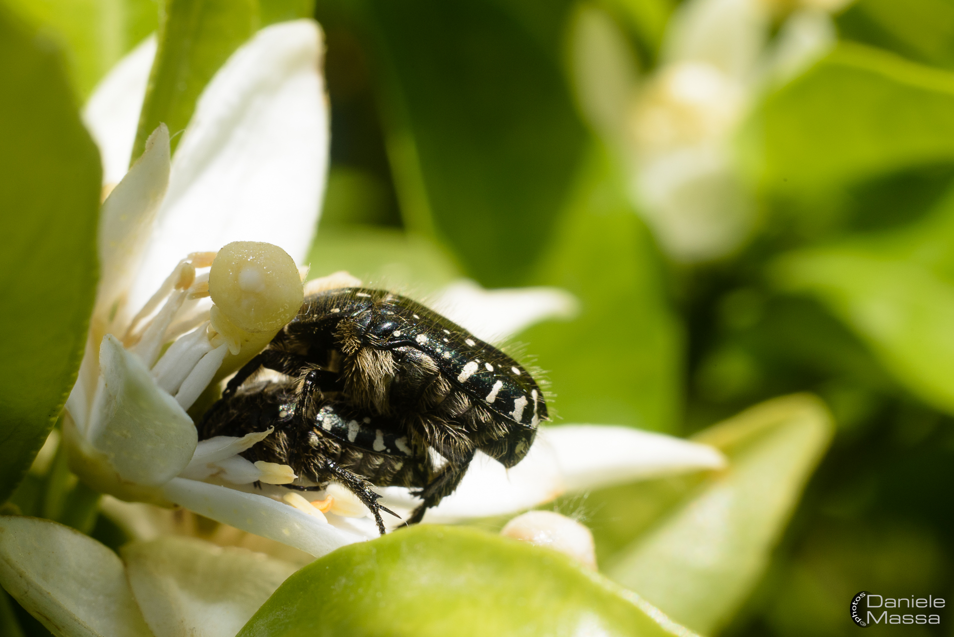 ...fare l'amore tra i fiori...
