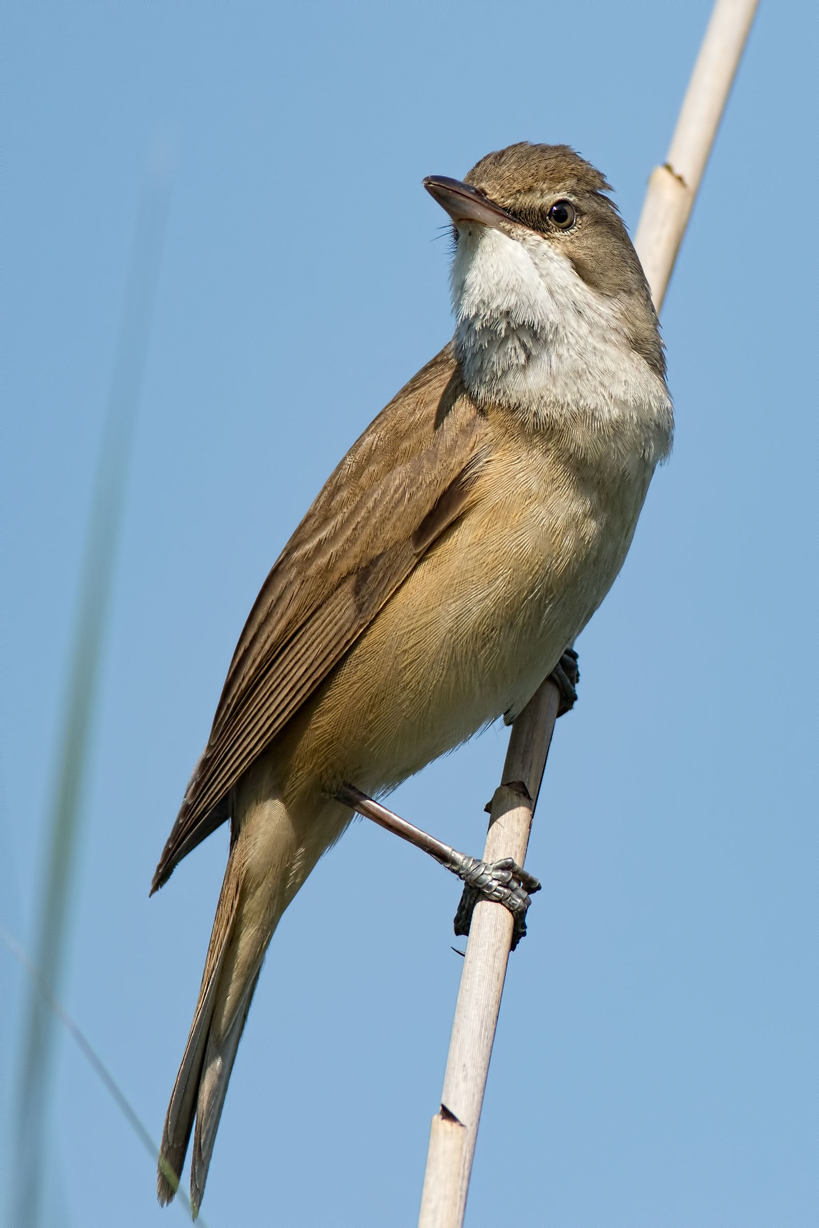 Cannaiola (Acrocephalus scirpaceus)