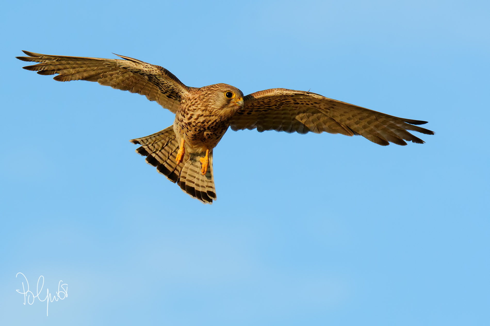 Female kestrel