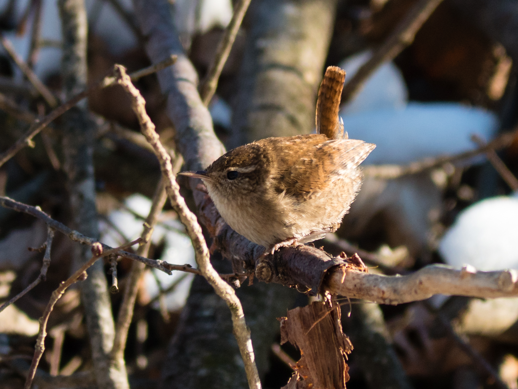 Wren