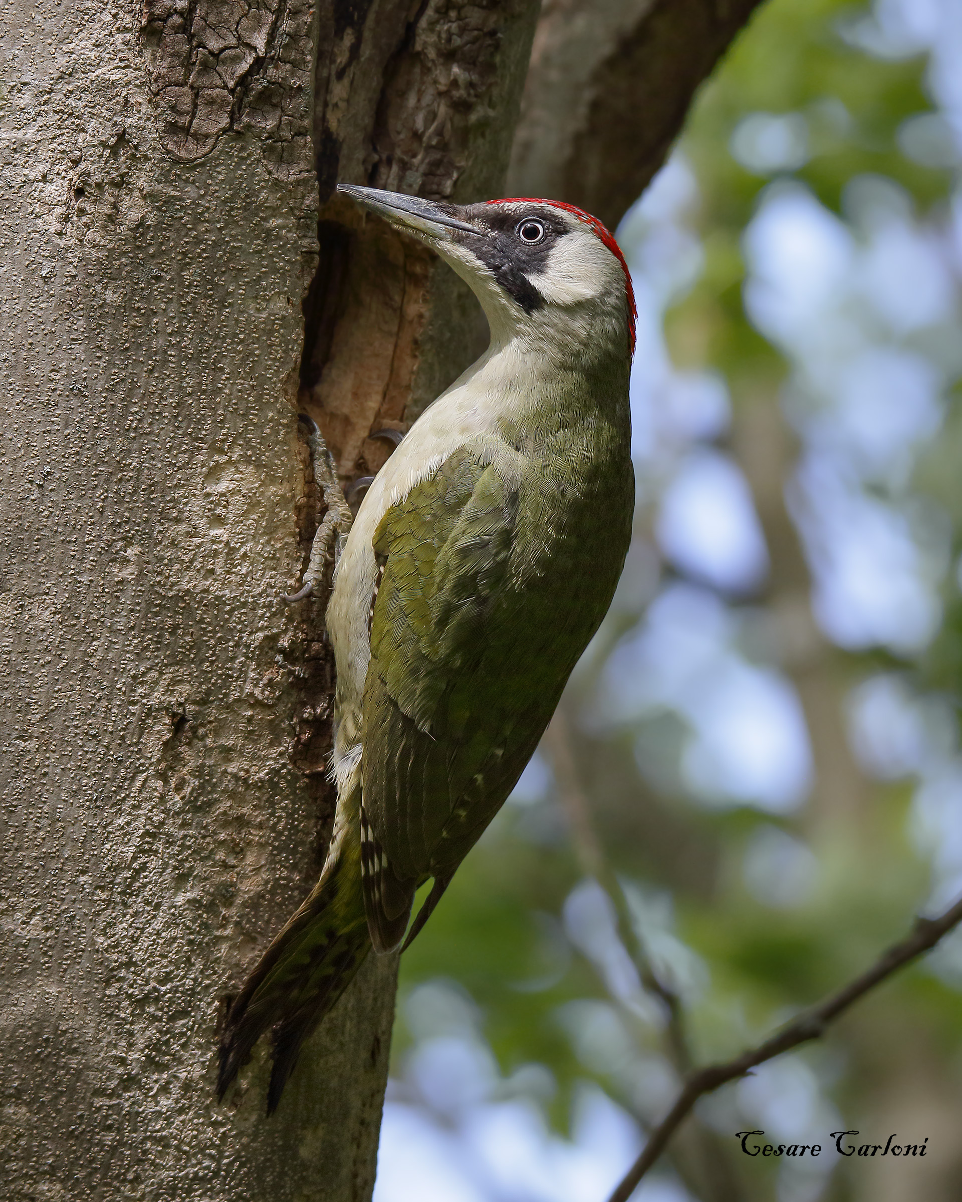 Green woodpecker