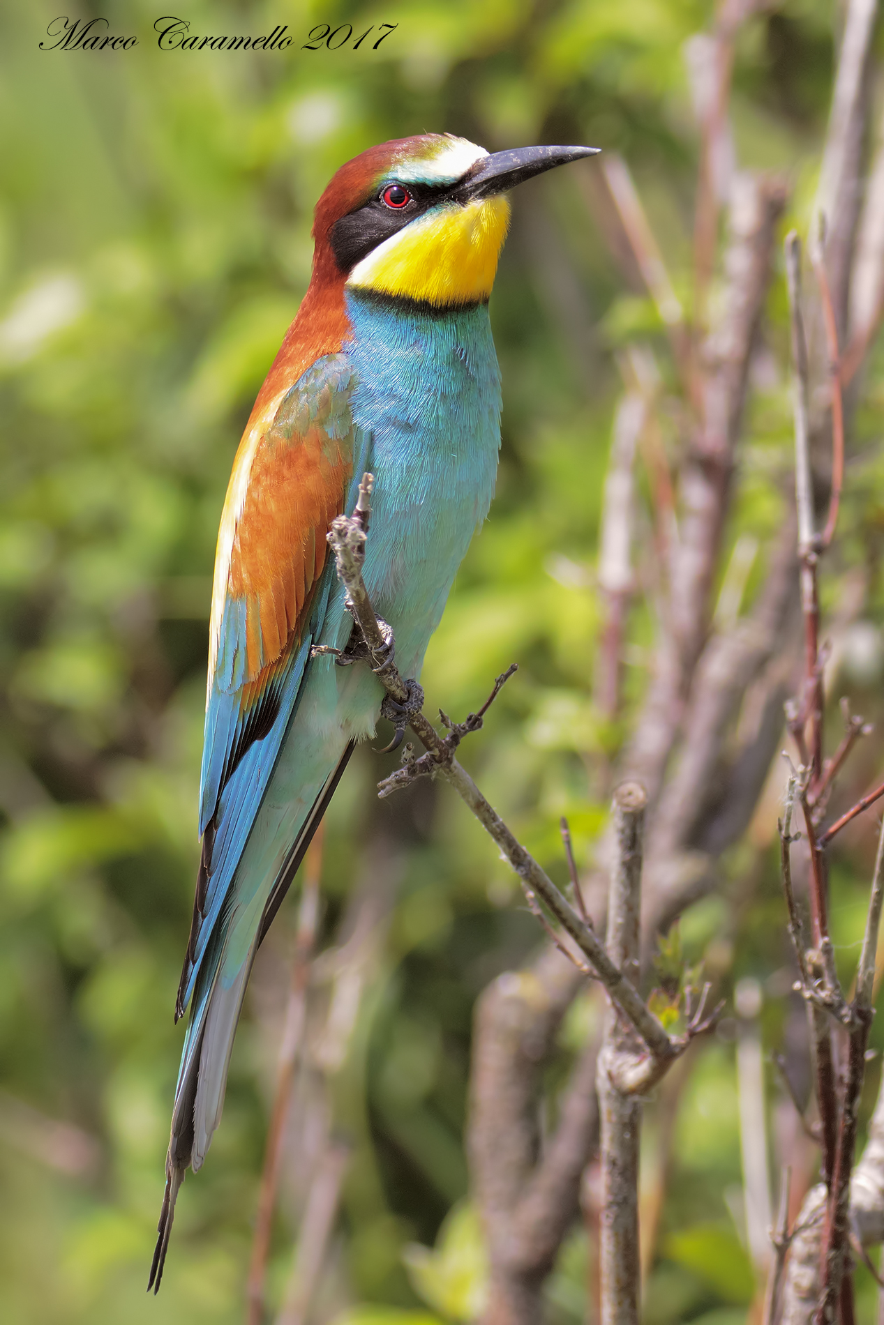 Bee eater