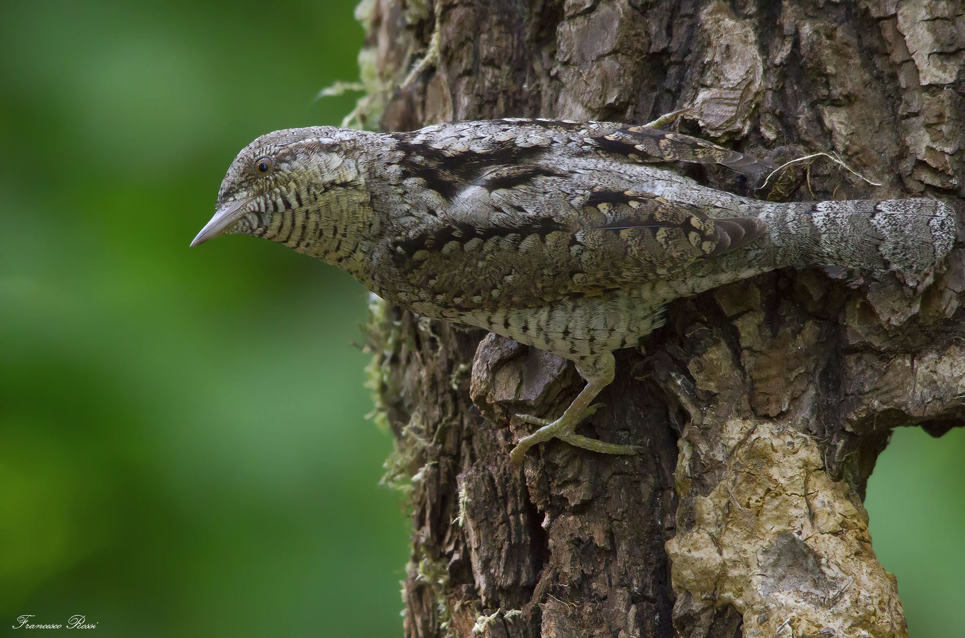 Torcicollo's mimicry