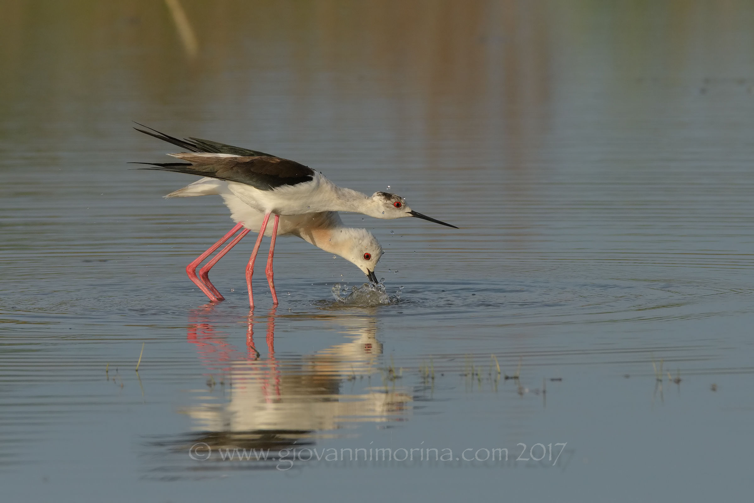 Cavalieri in amore 11