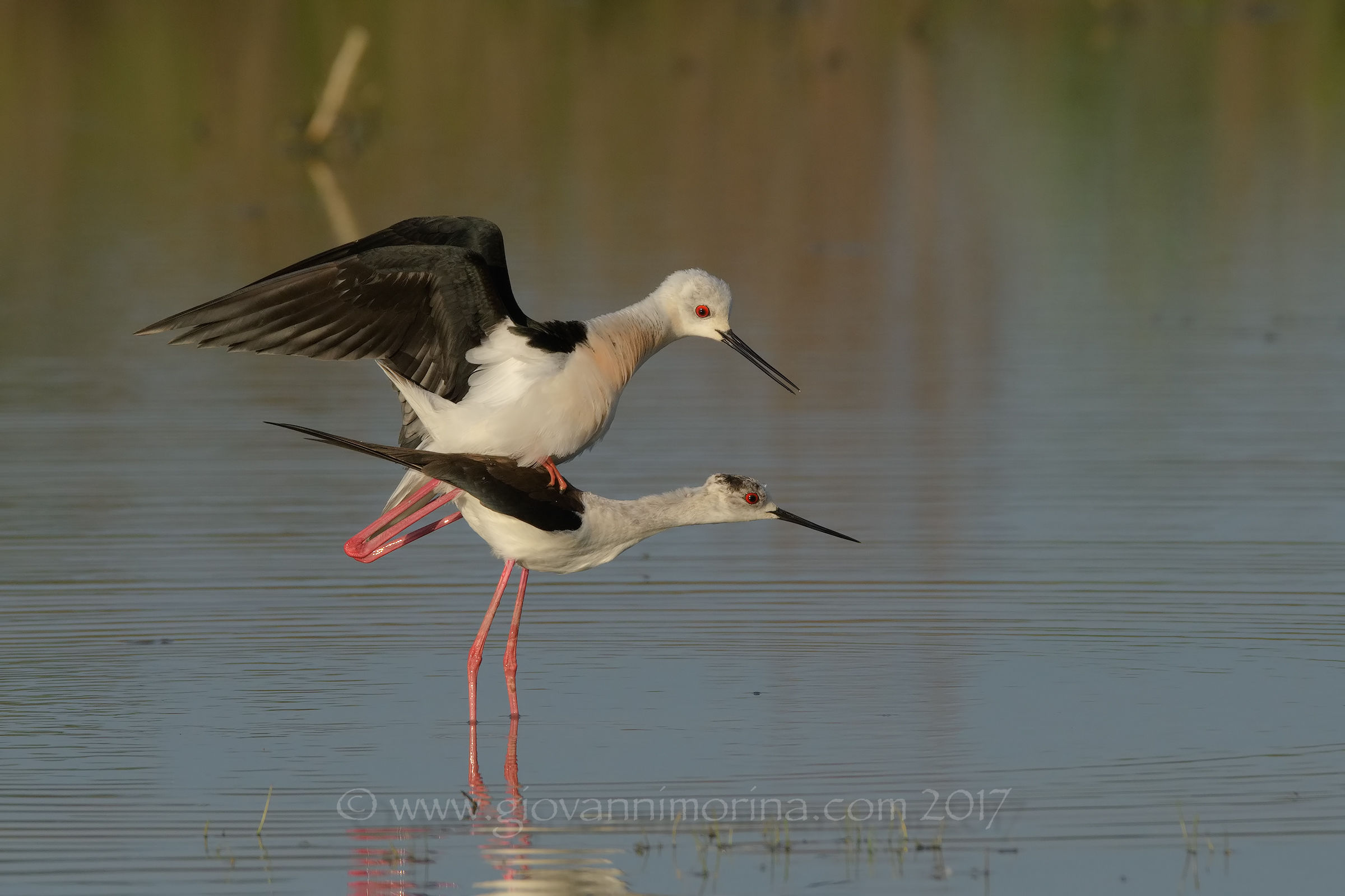 Cavalieri in amore 13