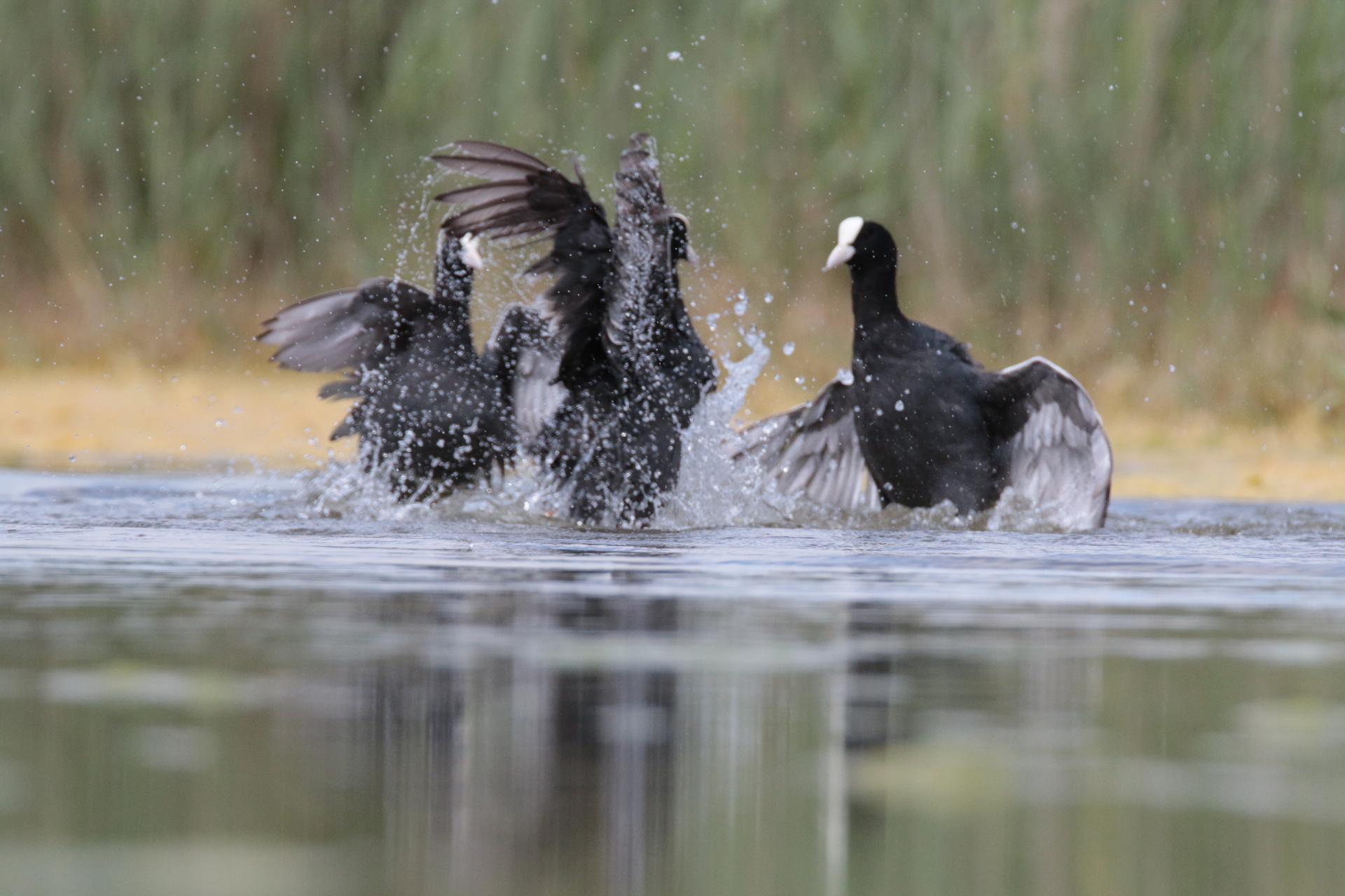 Il buono il brutto e il cattivo