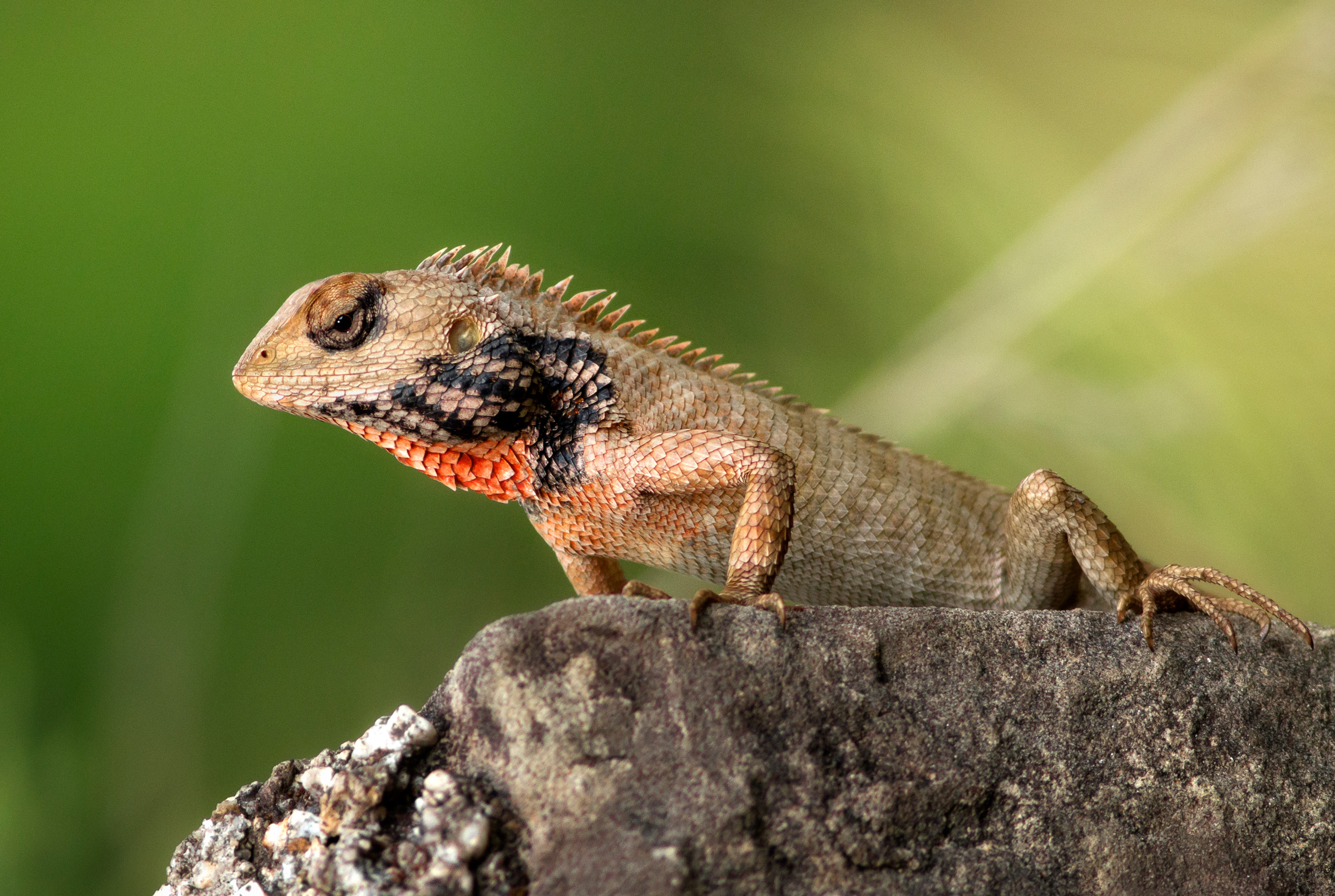 Lizard di giardino orientale