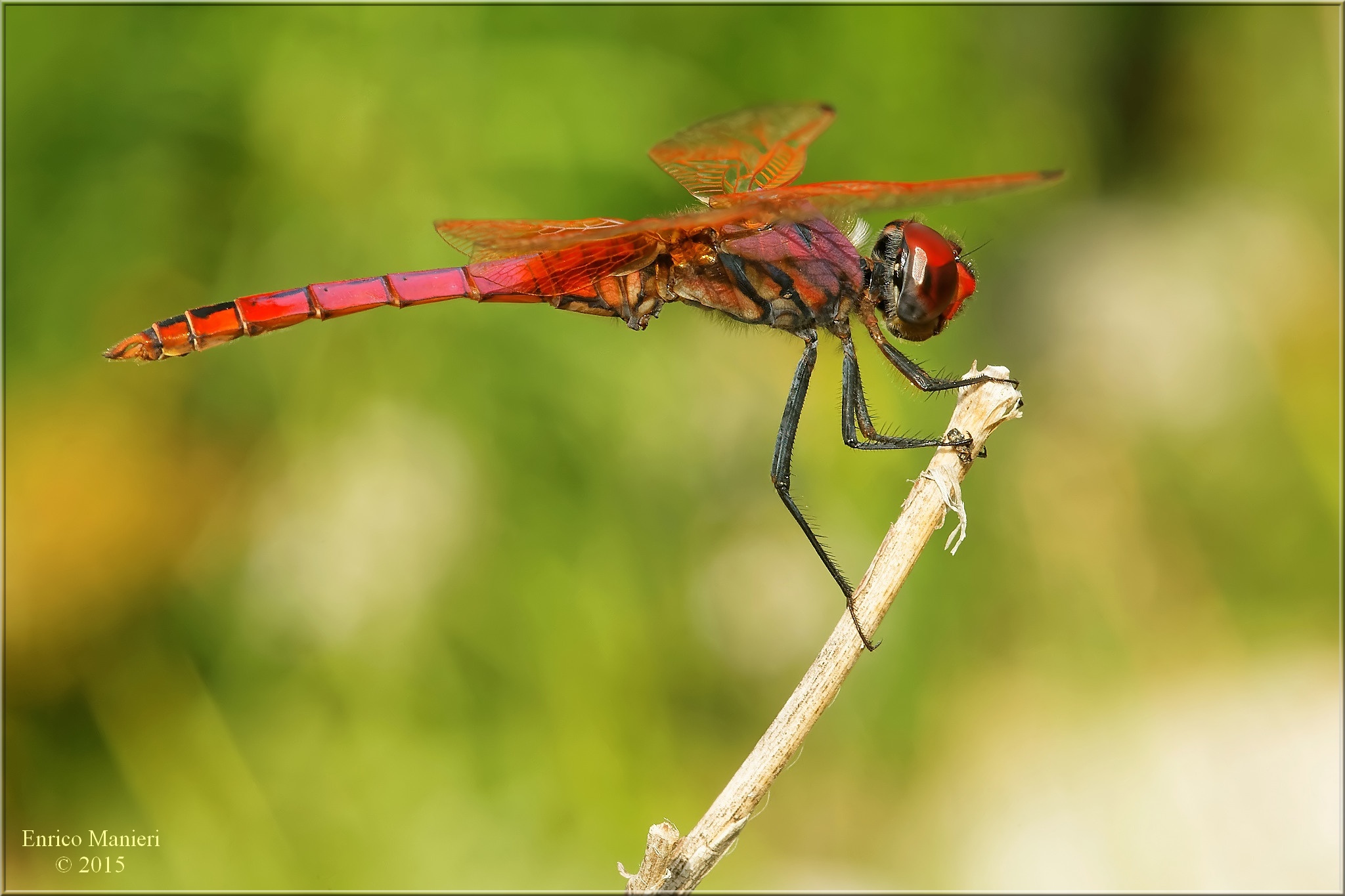 Trithemis Annulata