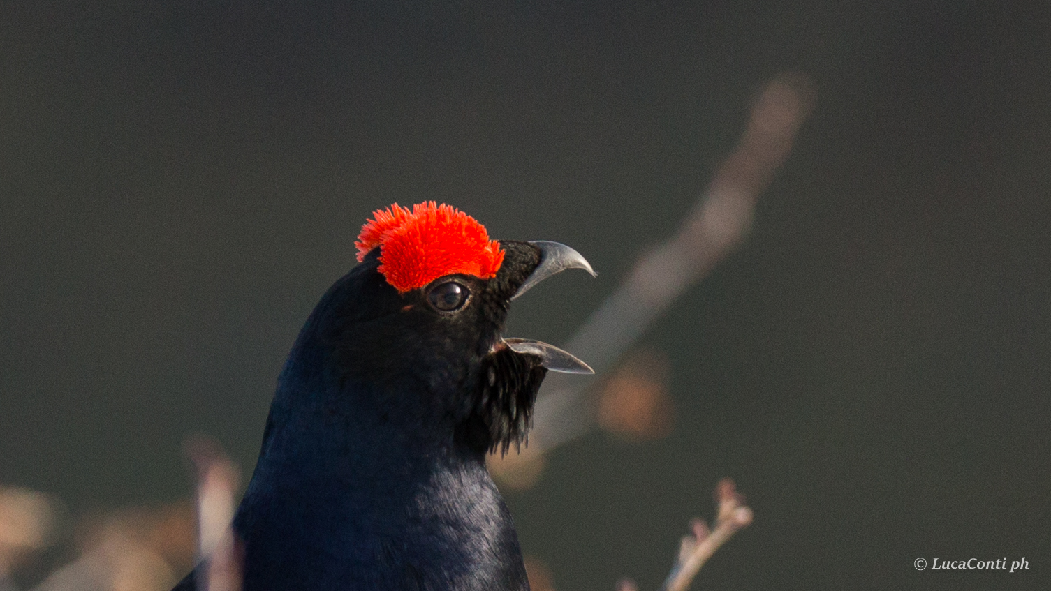 Male of Gallo Forcello (tetrao tetrix)