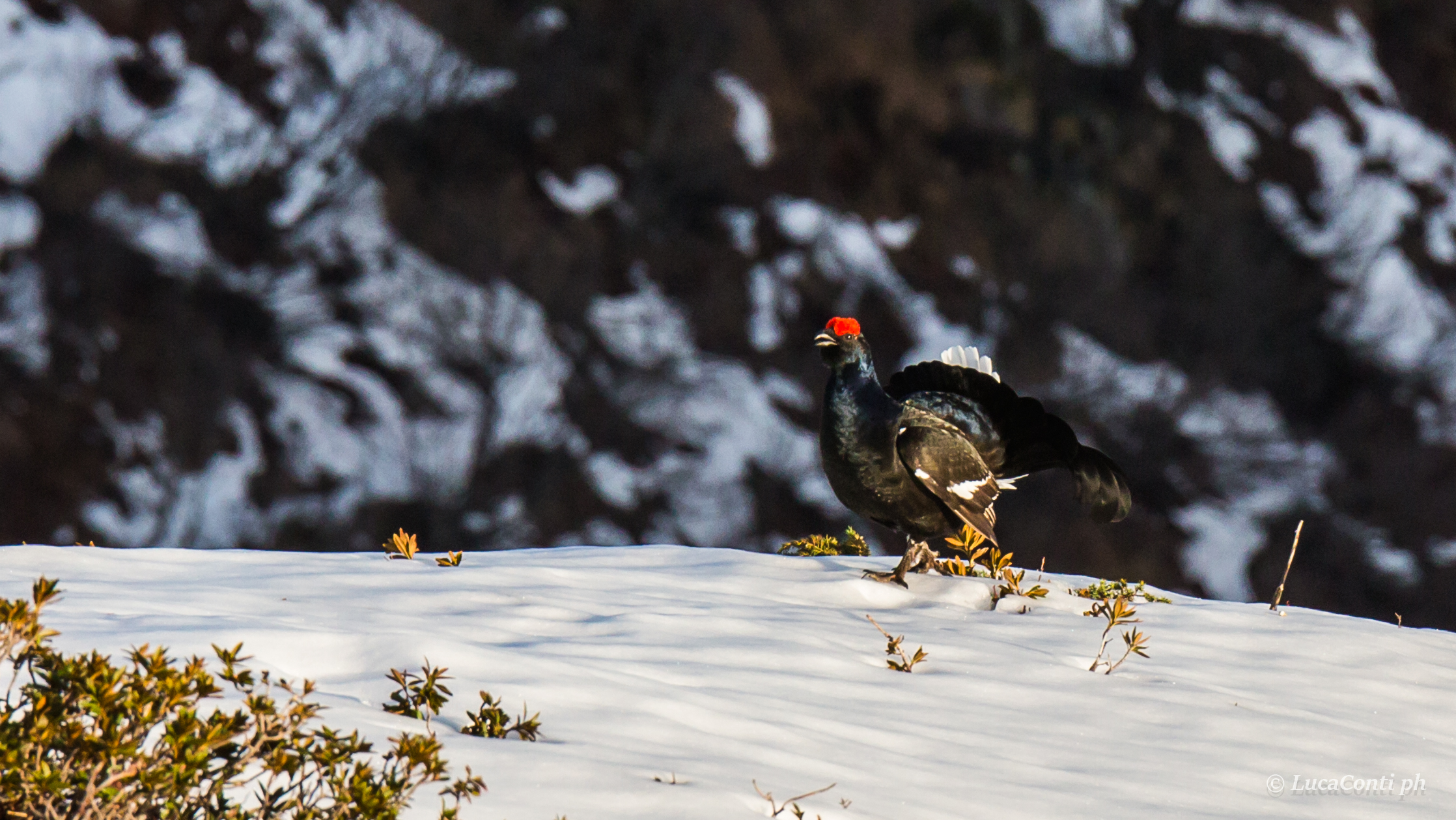 Male of Gallo Forcello (tetrao tetrix)