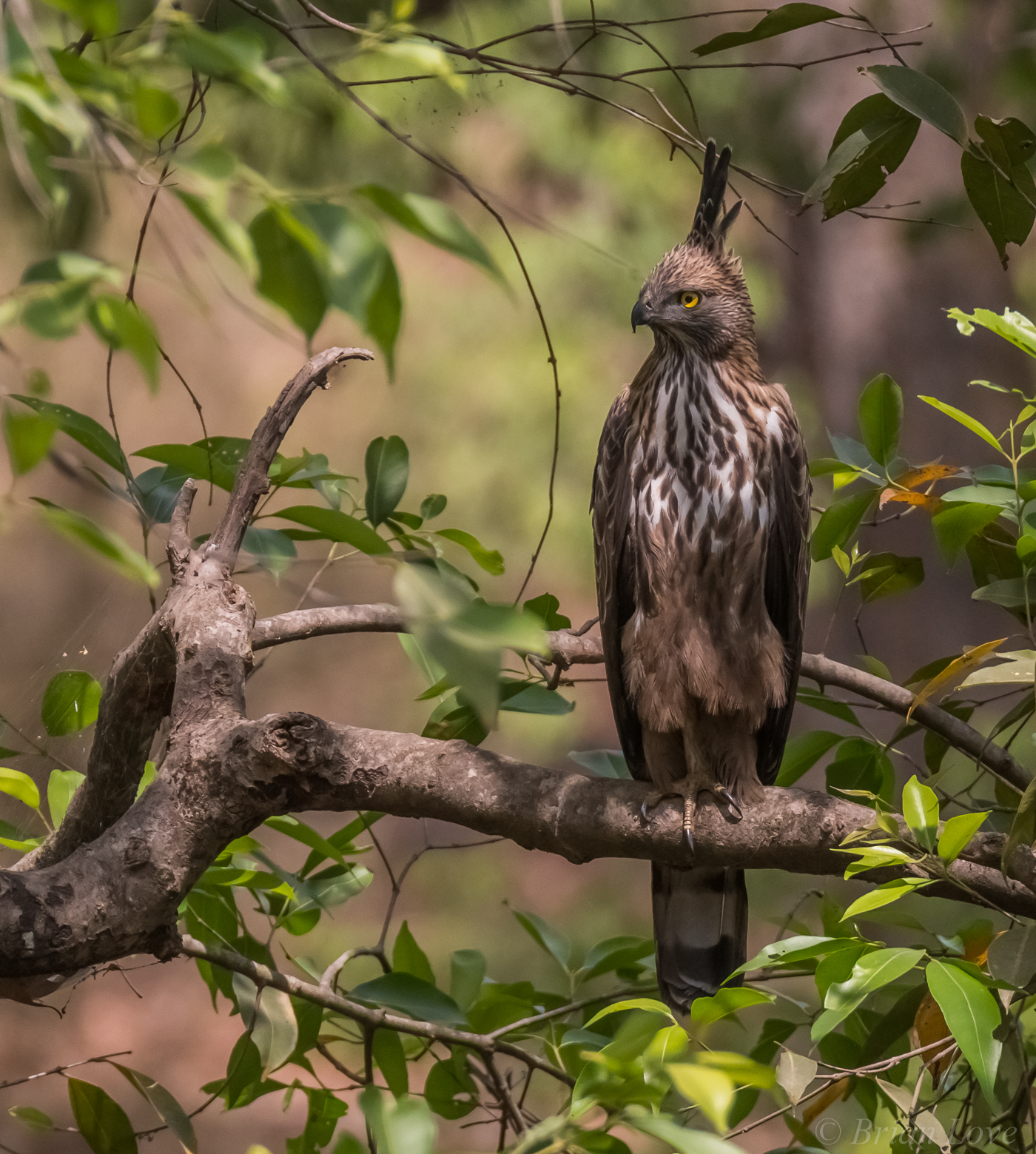 Crested hawk-eagle (Nisaetus cirrhatus)