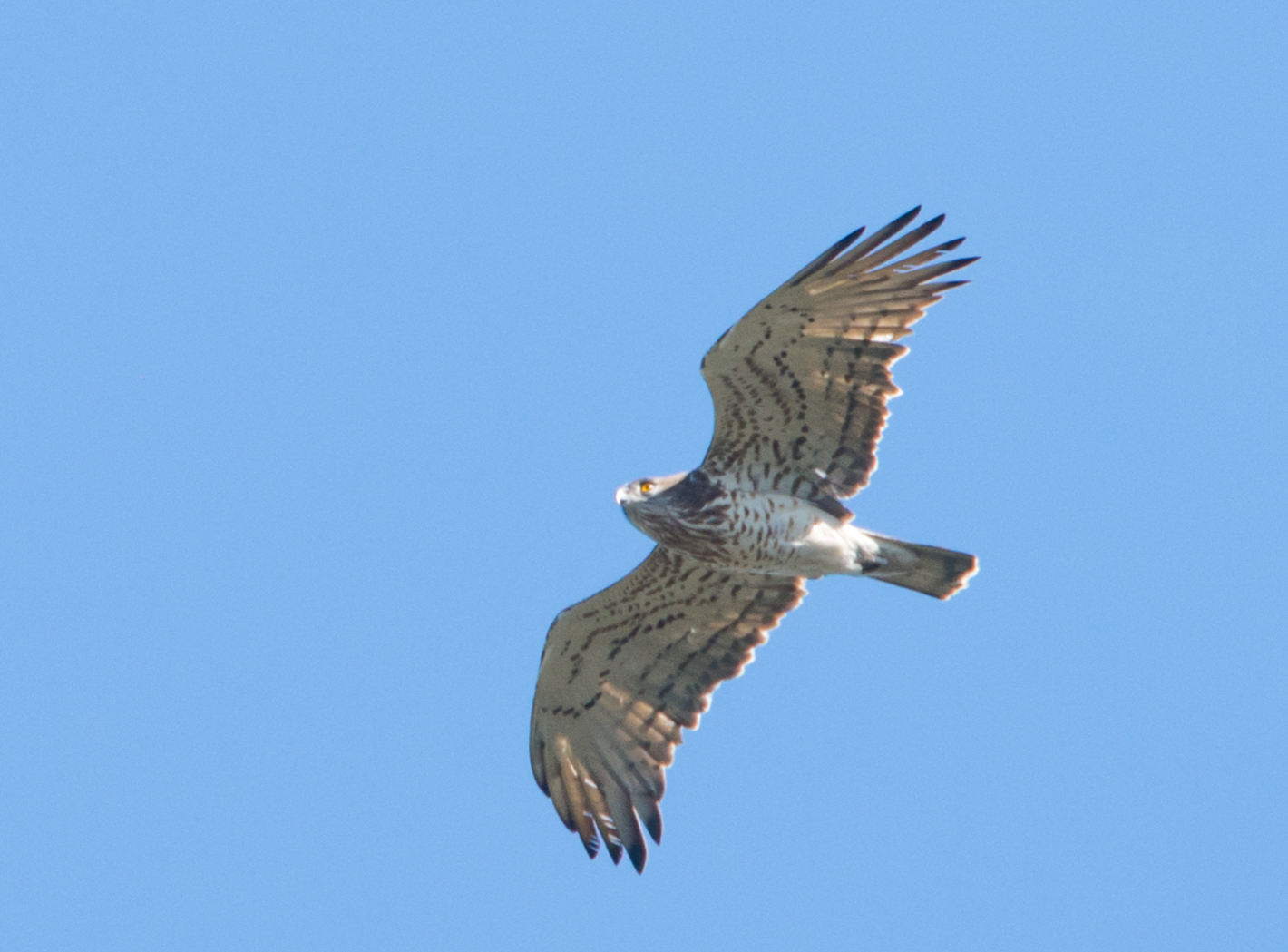 Biancone a Capanne Superiori