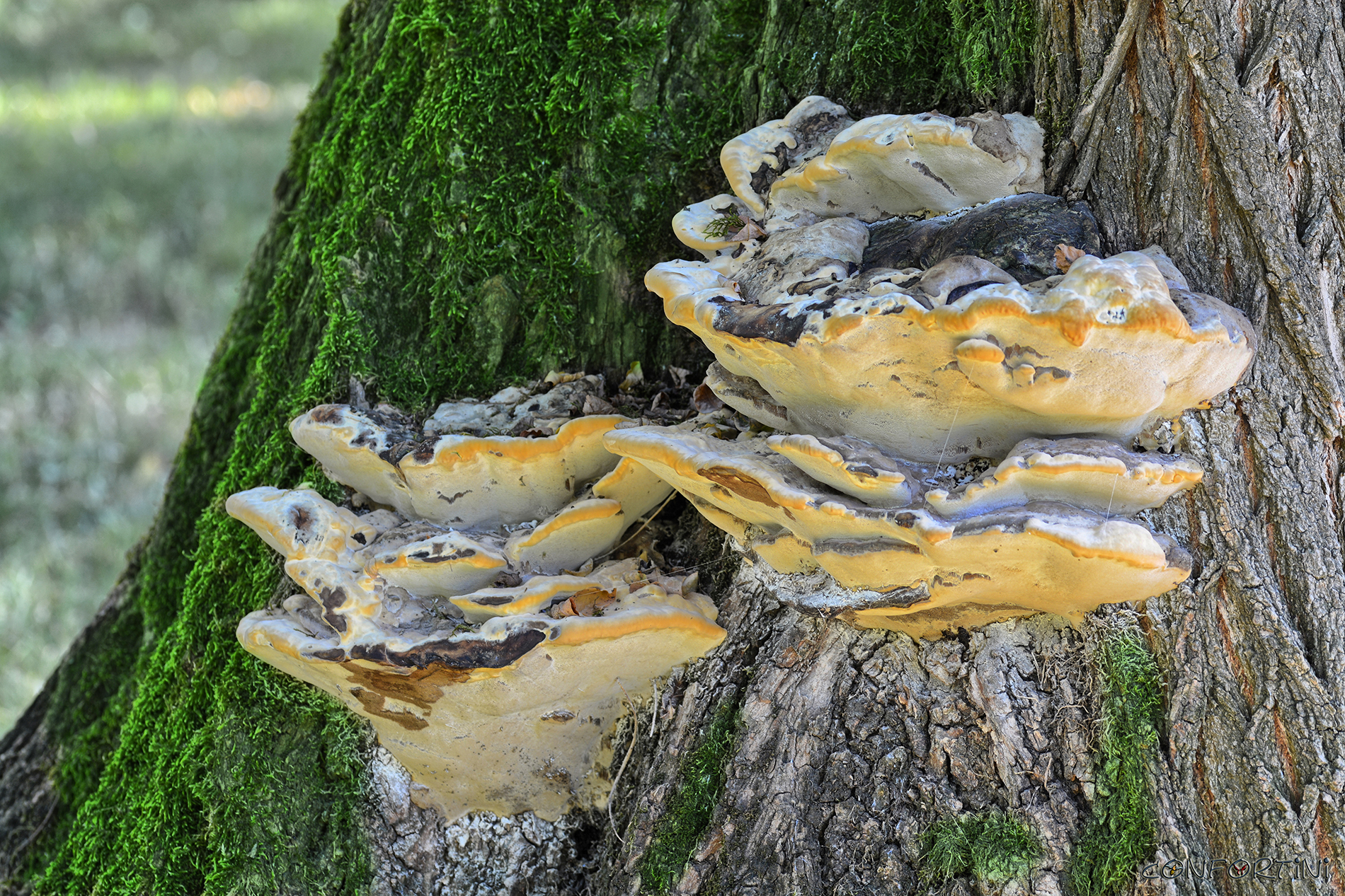 Mushrooms of the tree