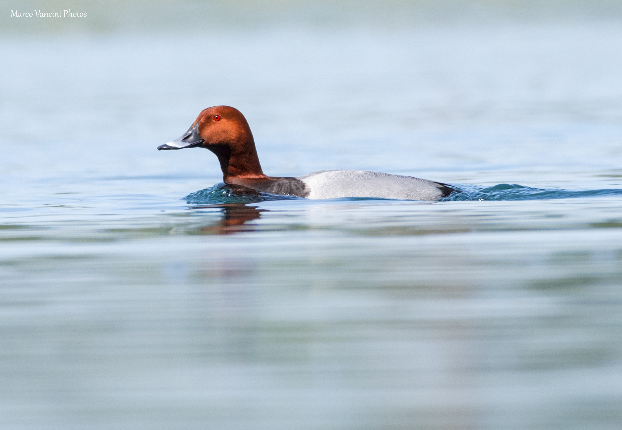 Pochard