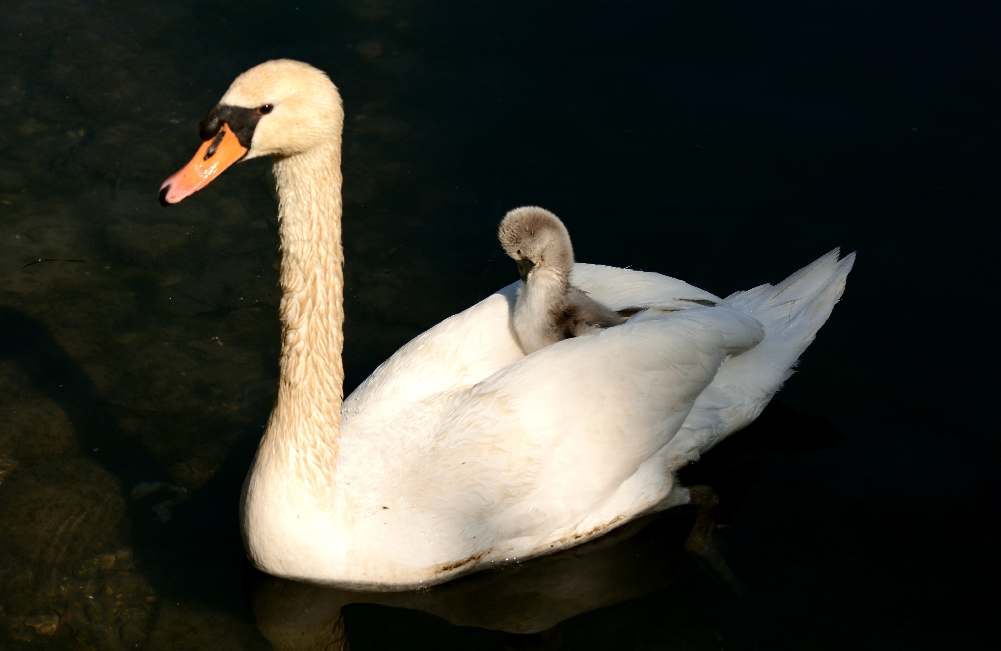 In carriage you go ....