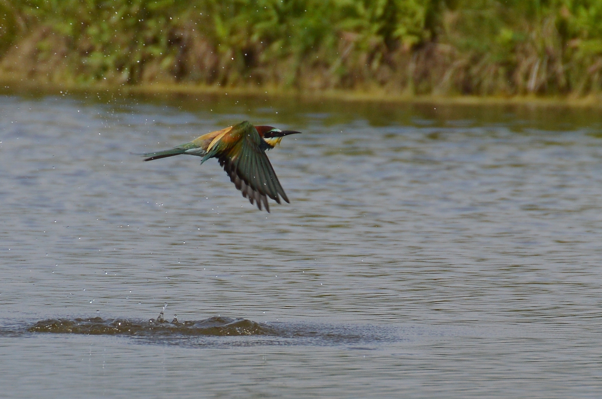 gruccione al bagno 2