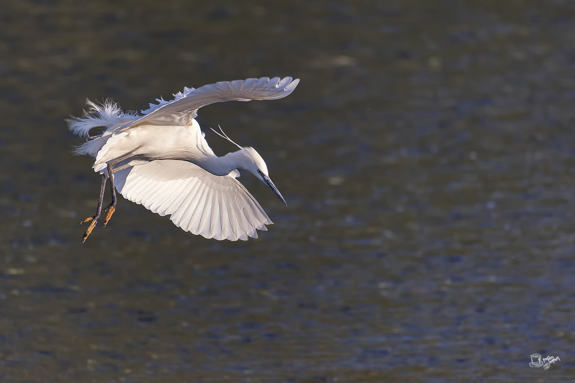 Garzetta alle prime luci