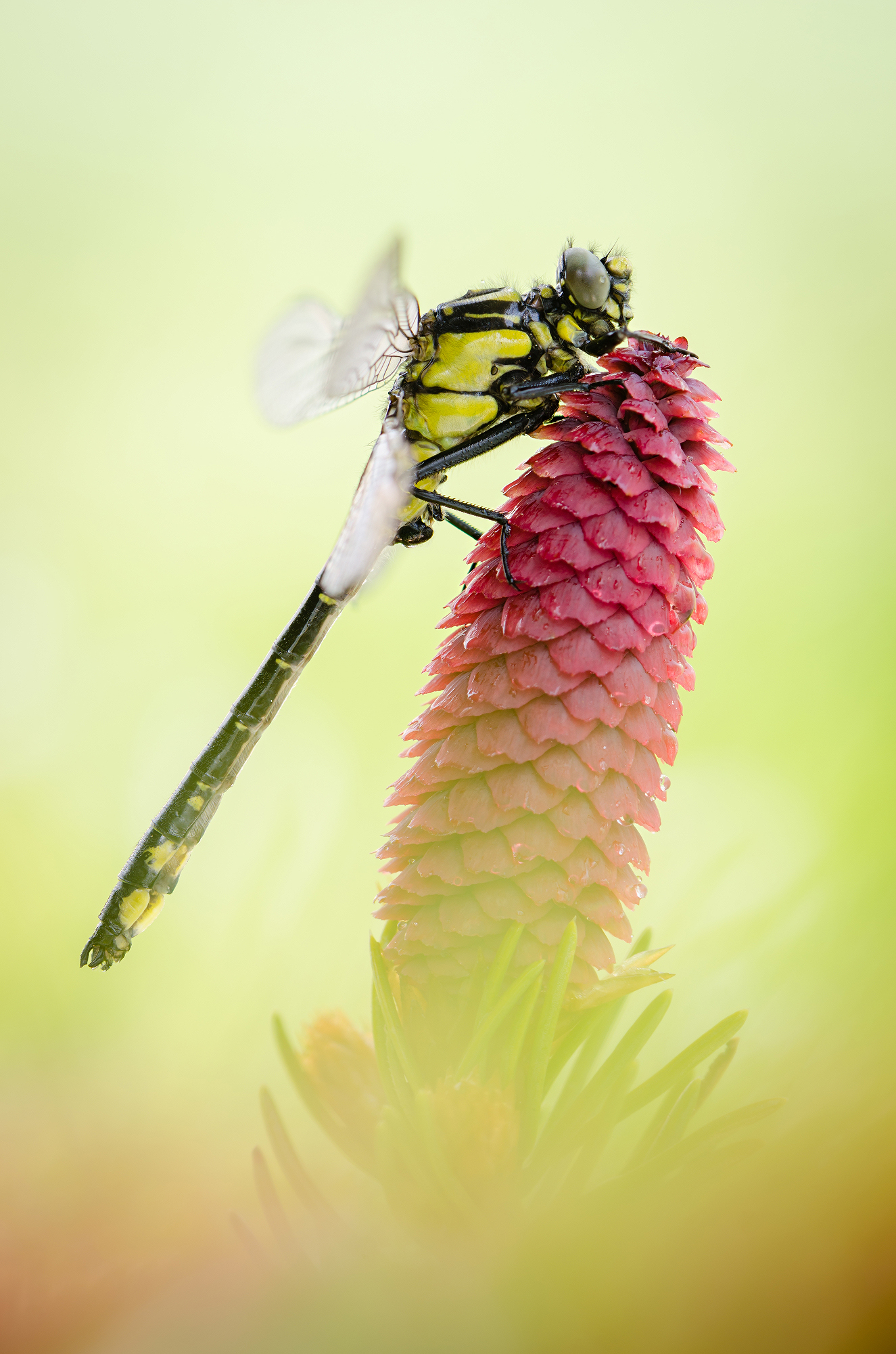 Gomphus vulgatissimus