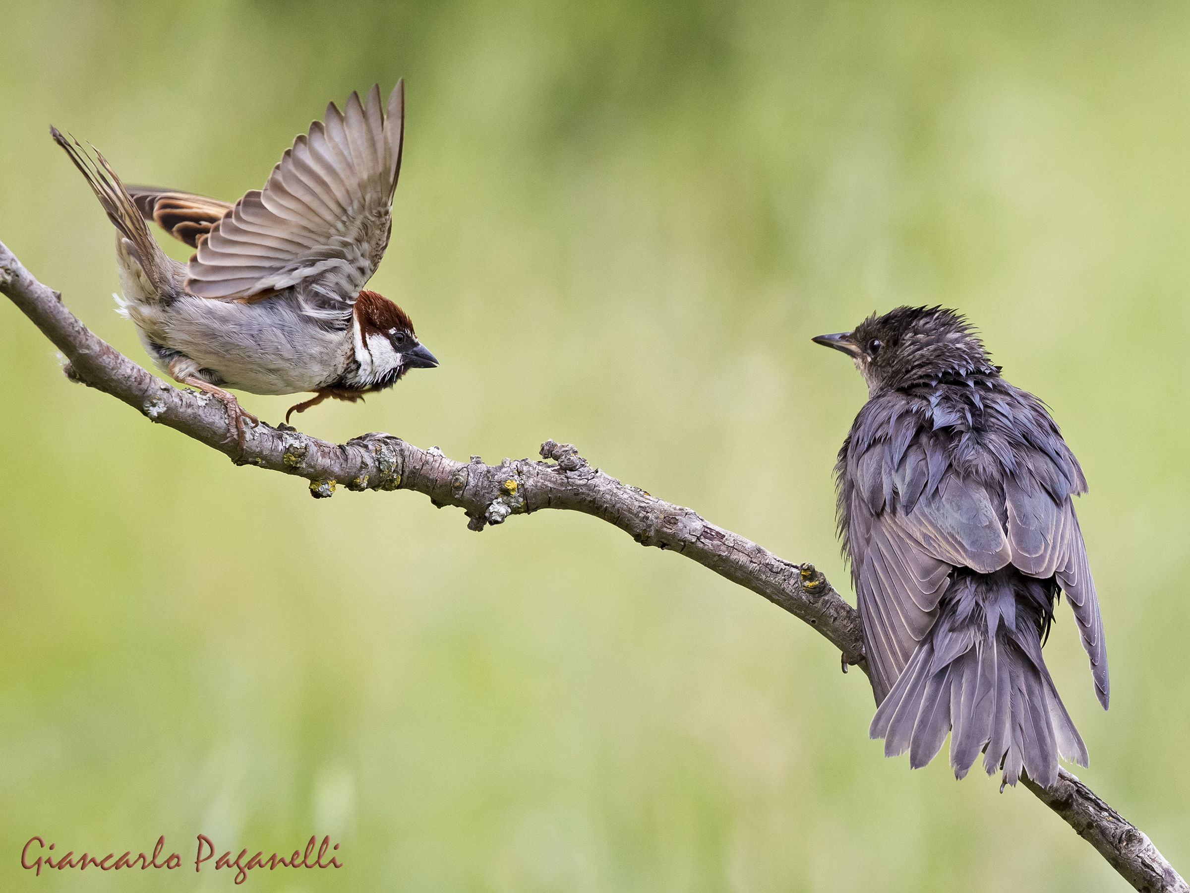 Sparrow vs. Reverse