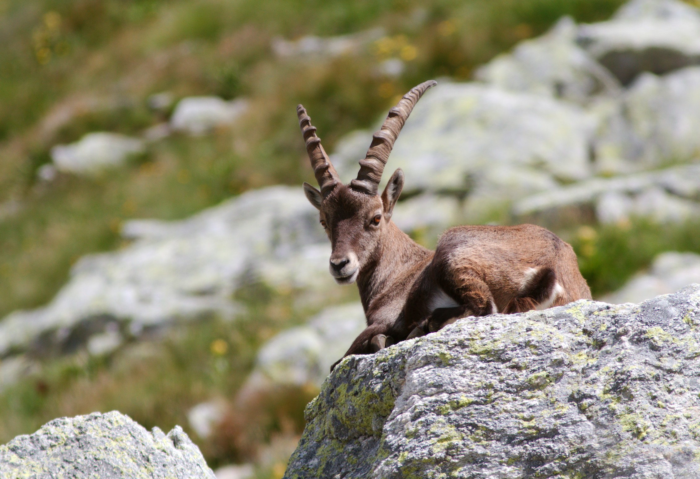 Stambecco 03