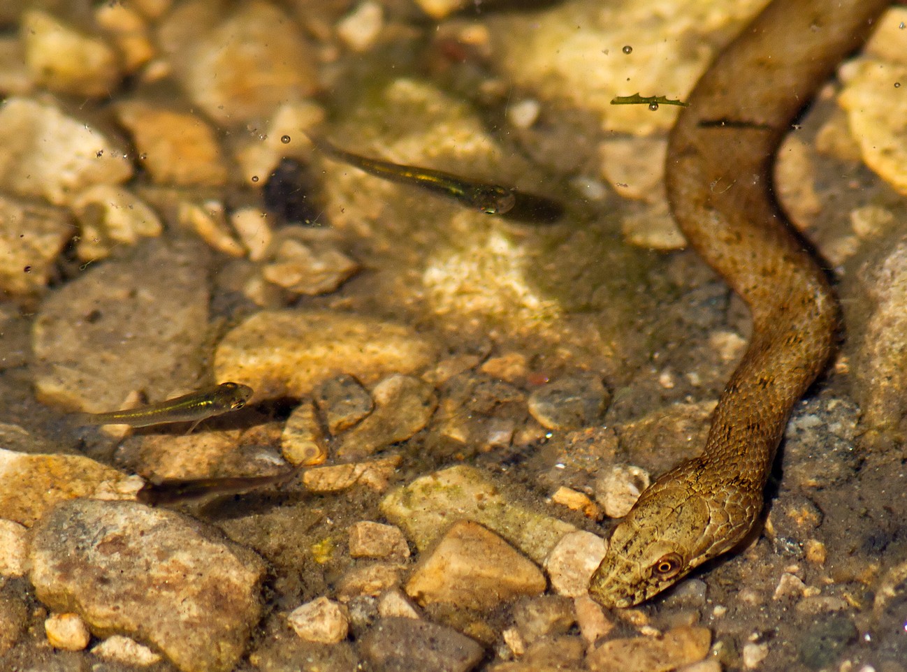 Natrice Tassellata 01