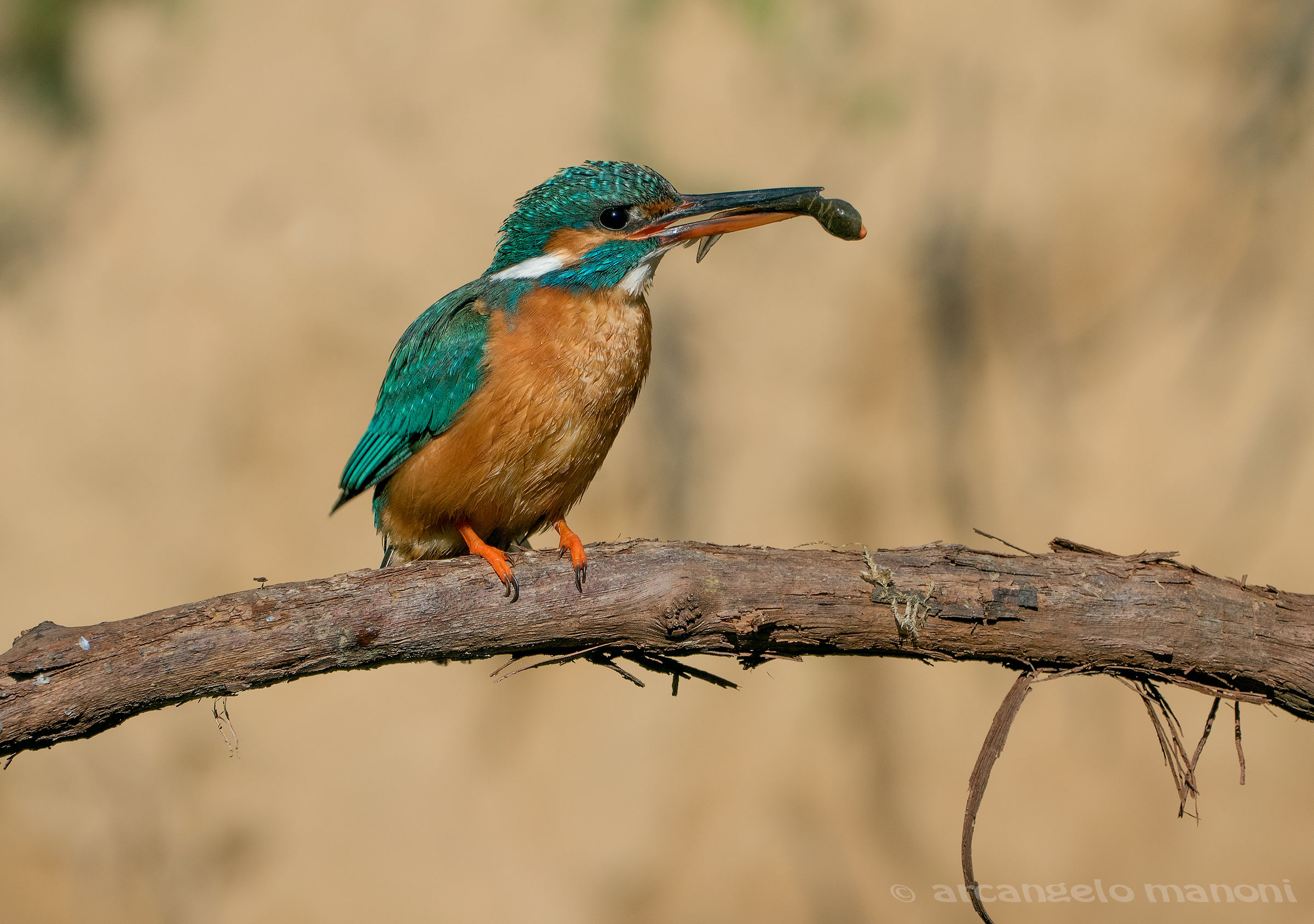 Un girino per i piccoli nati
