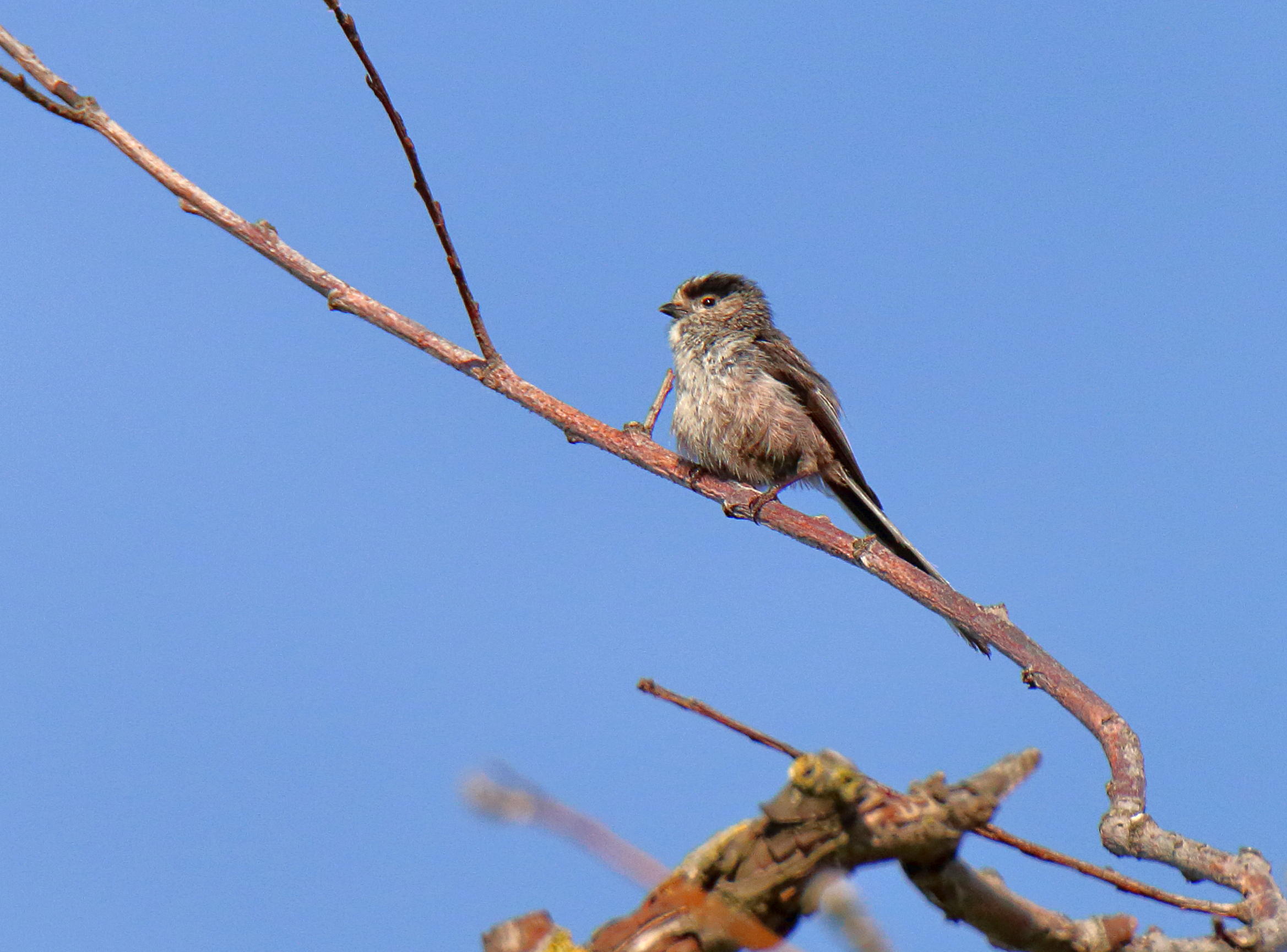 Long-tailed Tit