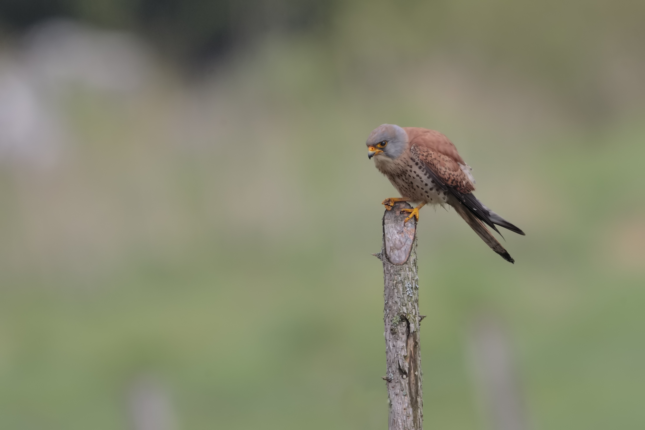 Grilled Hawk Set (Naumanni Falcon)