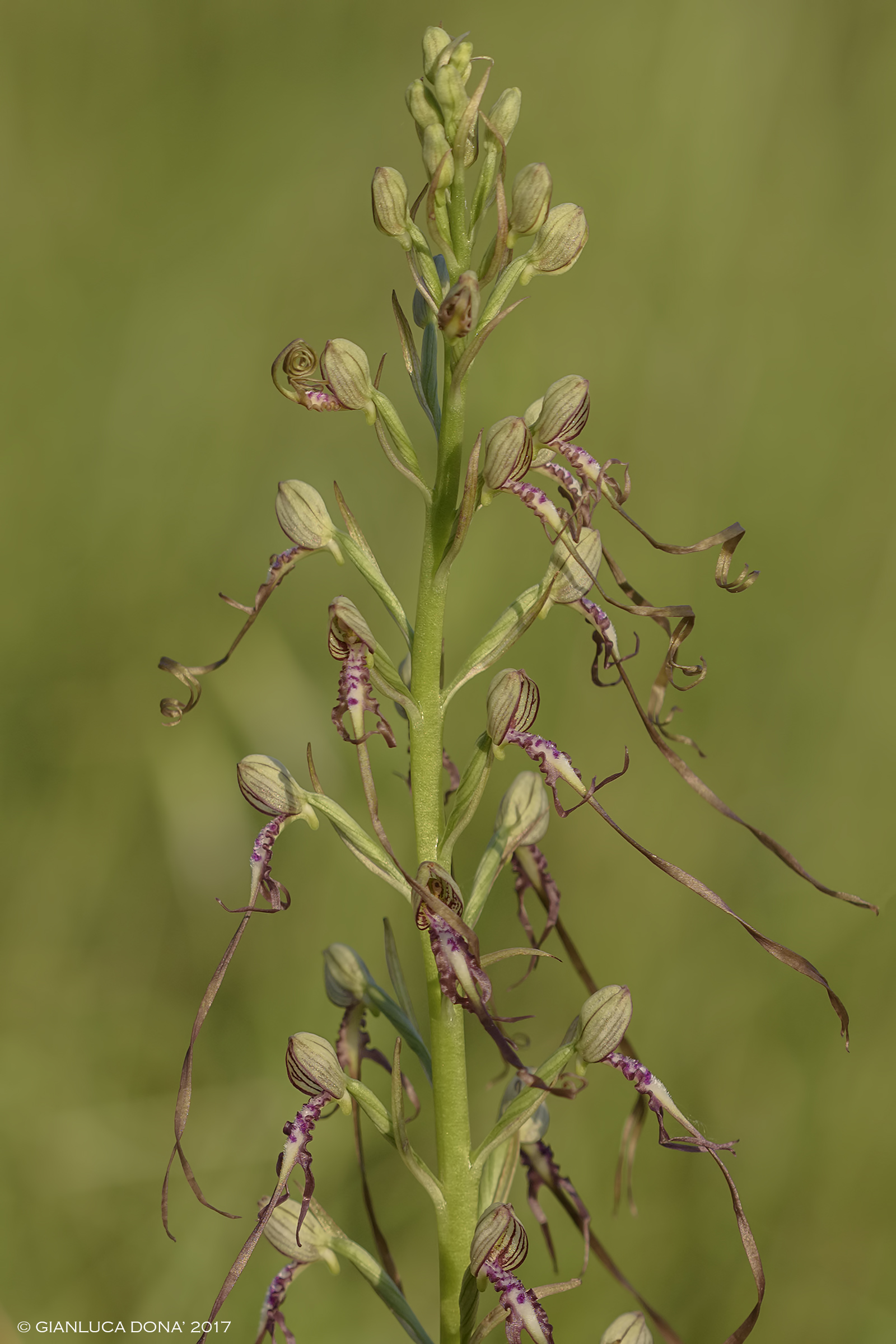 Himantoglossum adriaticum H. Baumann, 1978