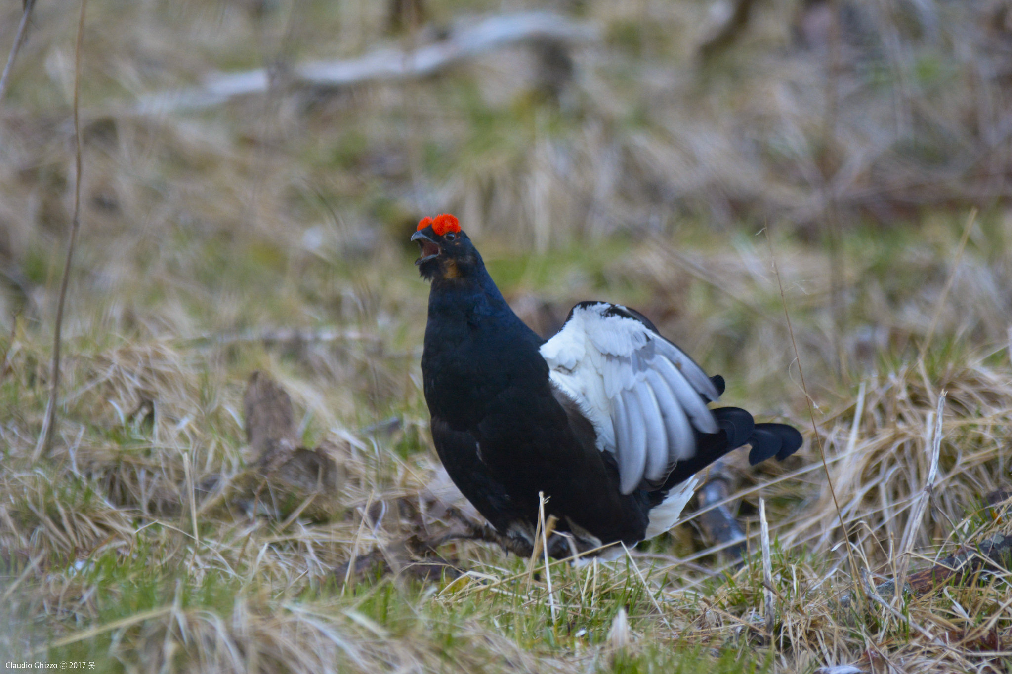 The majestic song of the Gallo Forcello