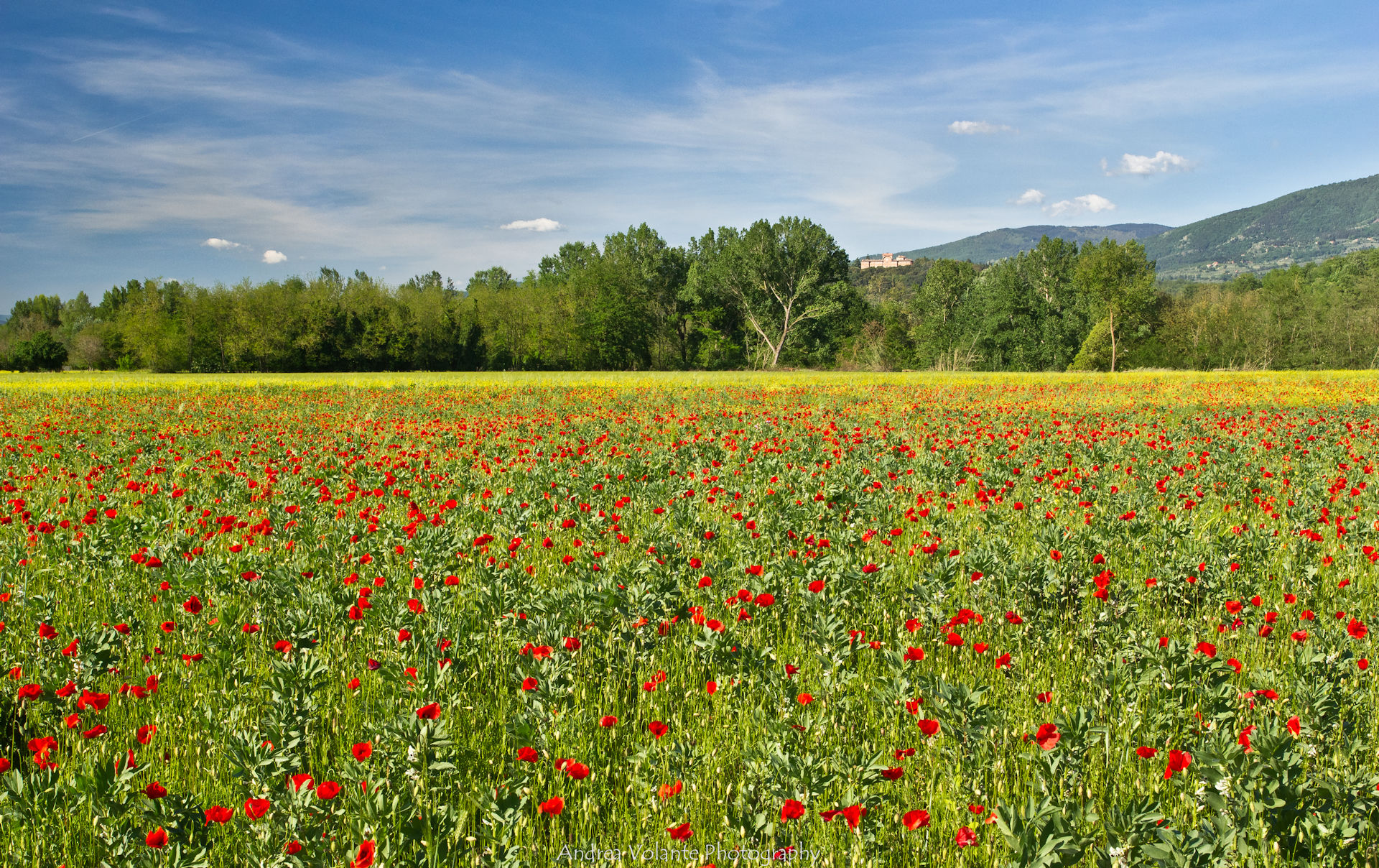 ... the colors of spring on the land of Valdarno.