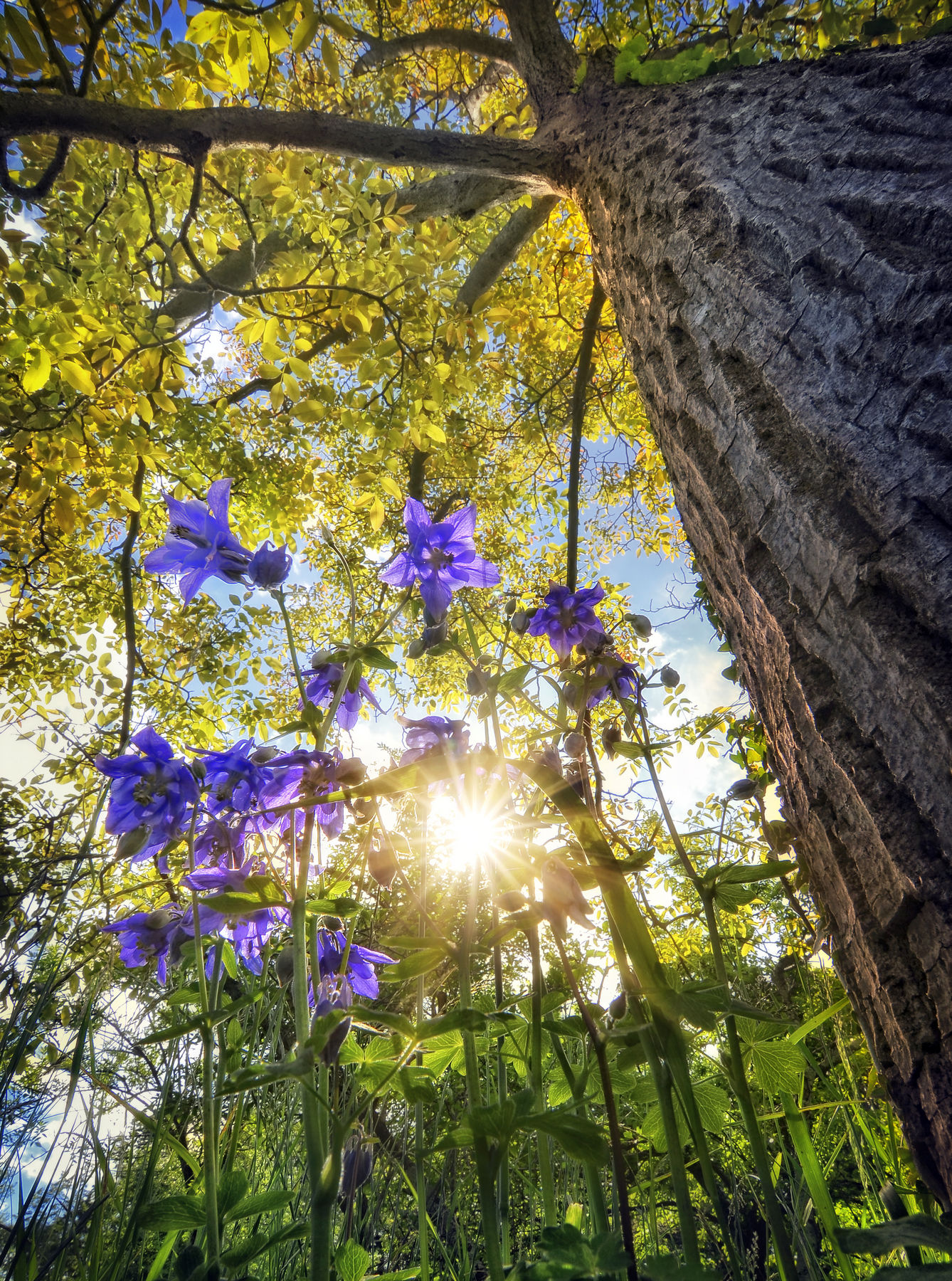 Aquilegia in the shadow of the walnut