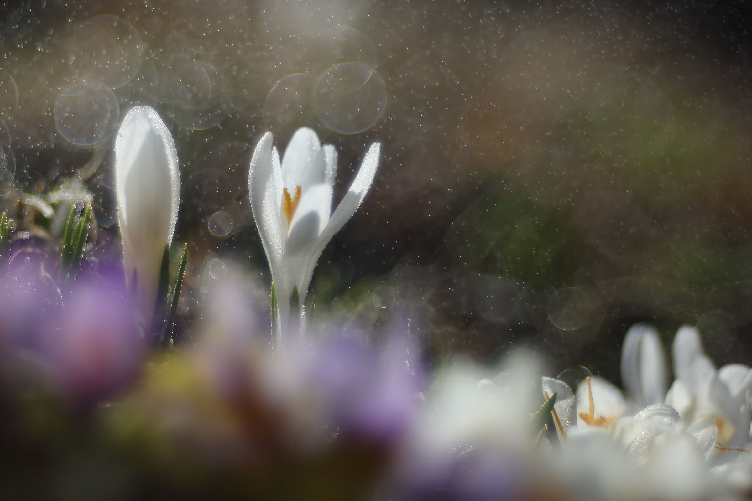 Crocus