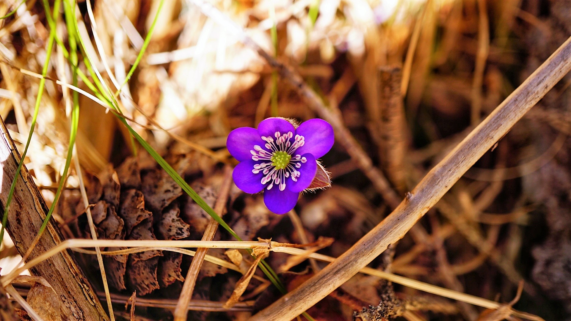 Mountain flowers