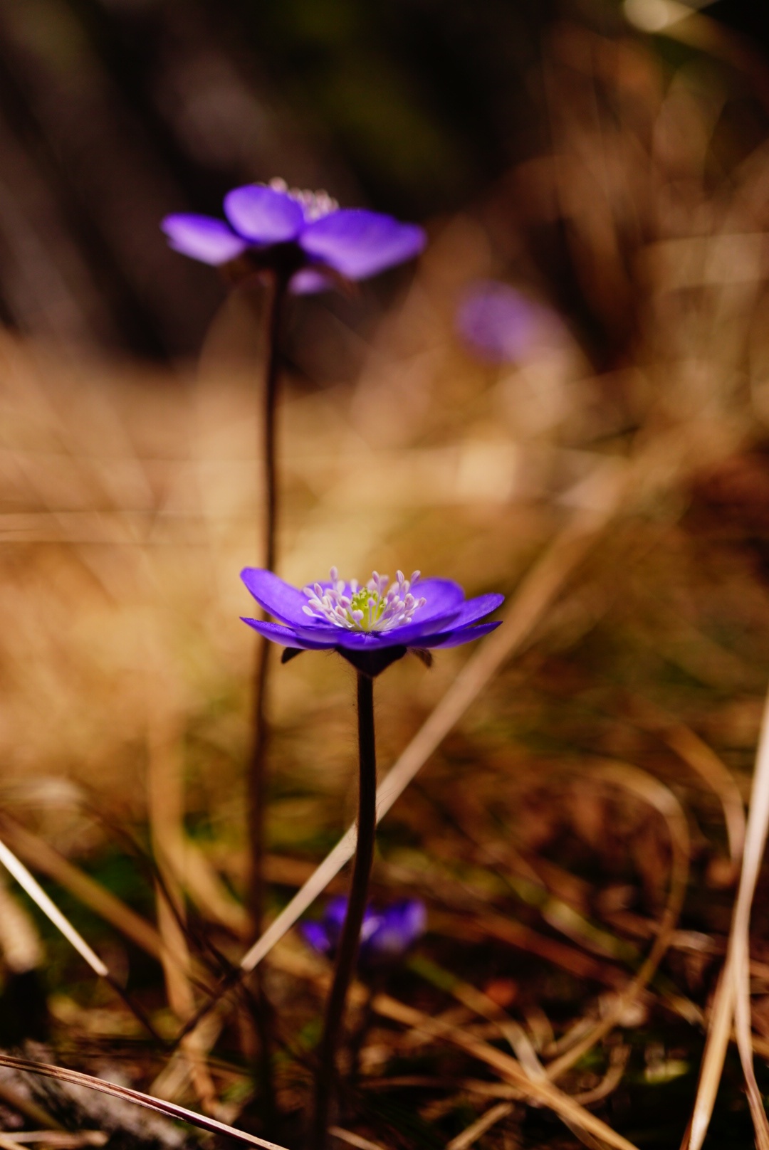 fiori di montagna