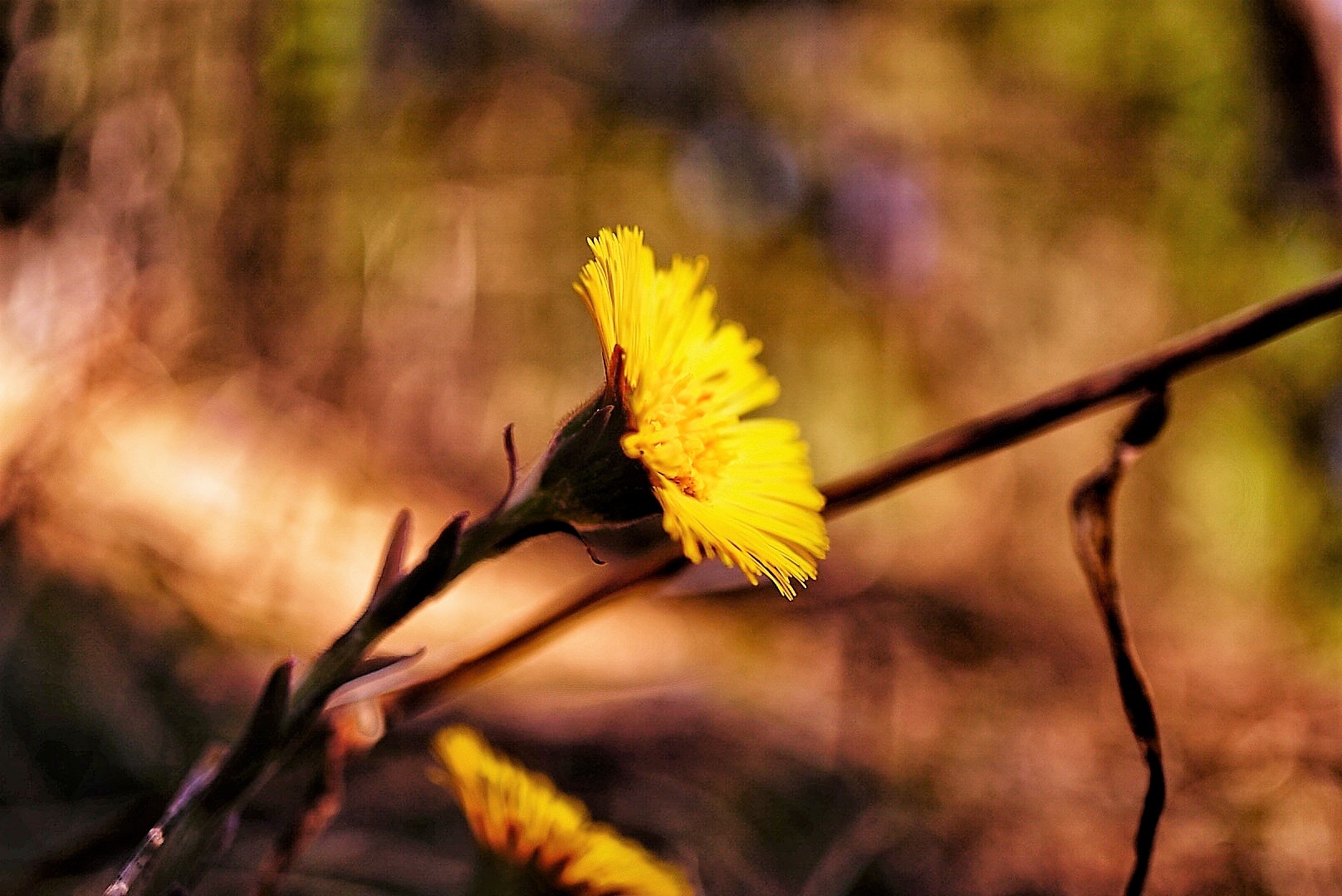 Mountain flowers