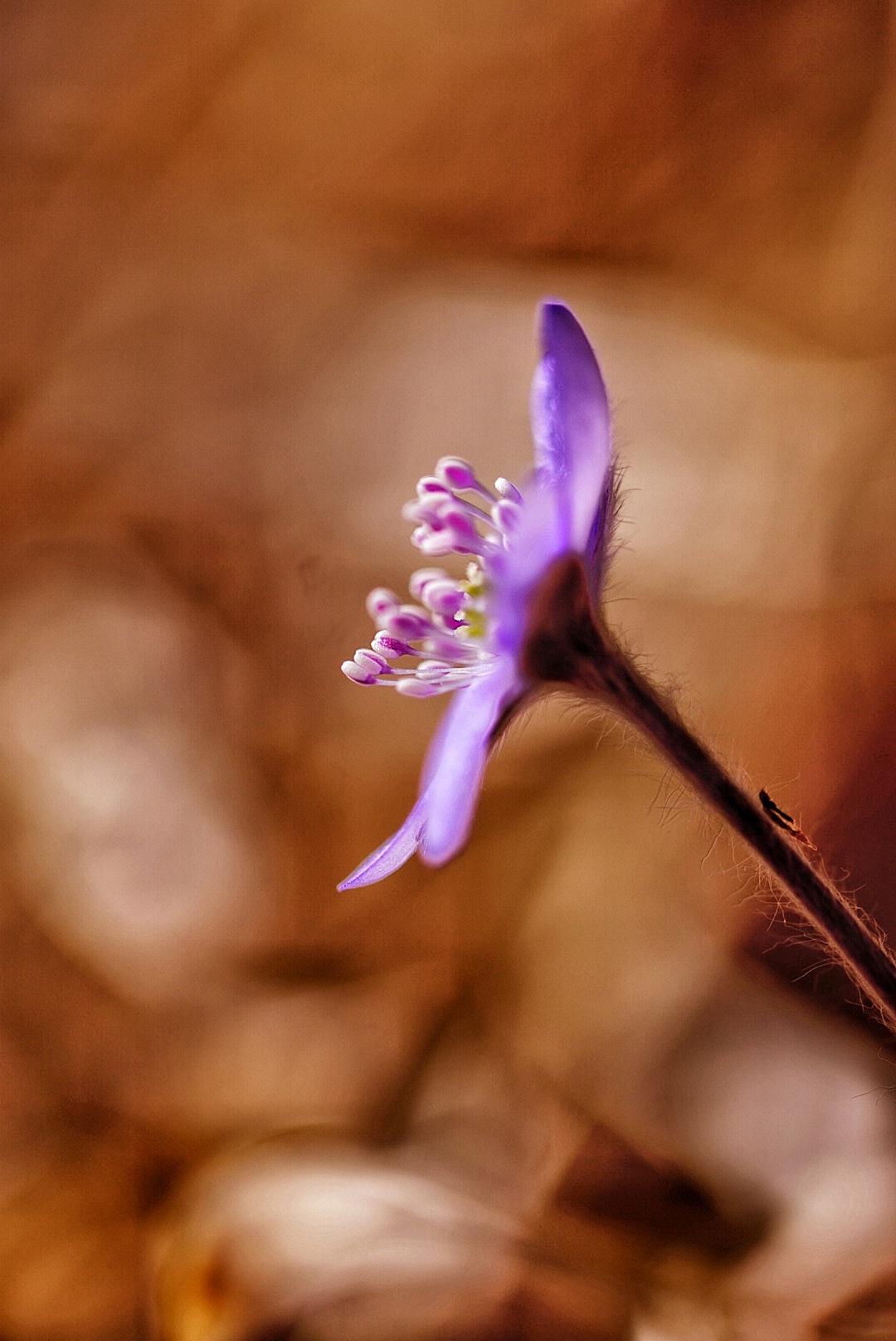 fiori di montagna
