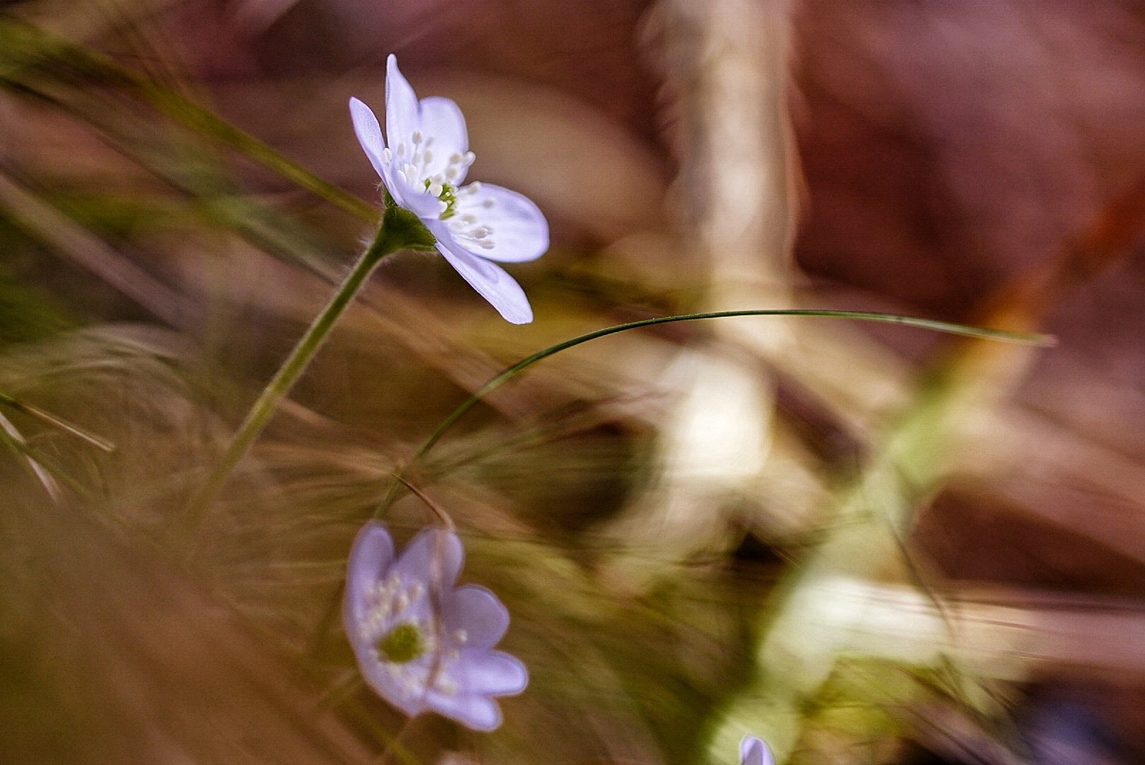 fiori di montagna