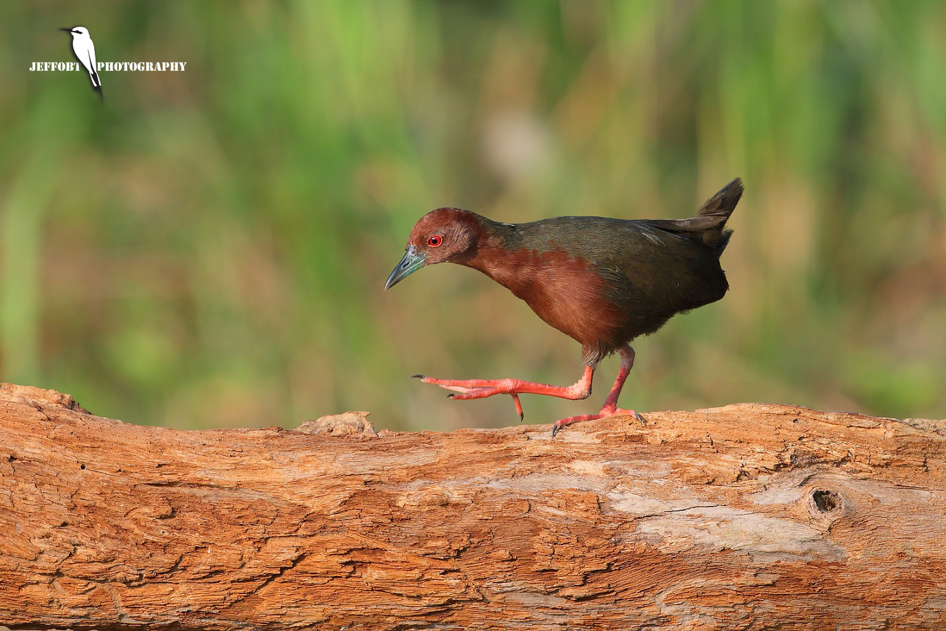 Ruddy Breasted Crake