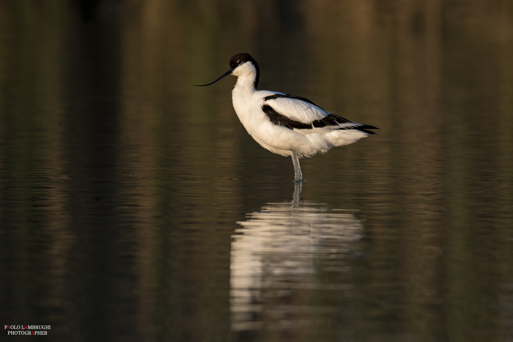Avocet