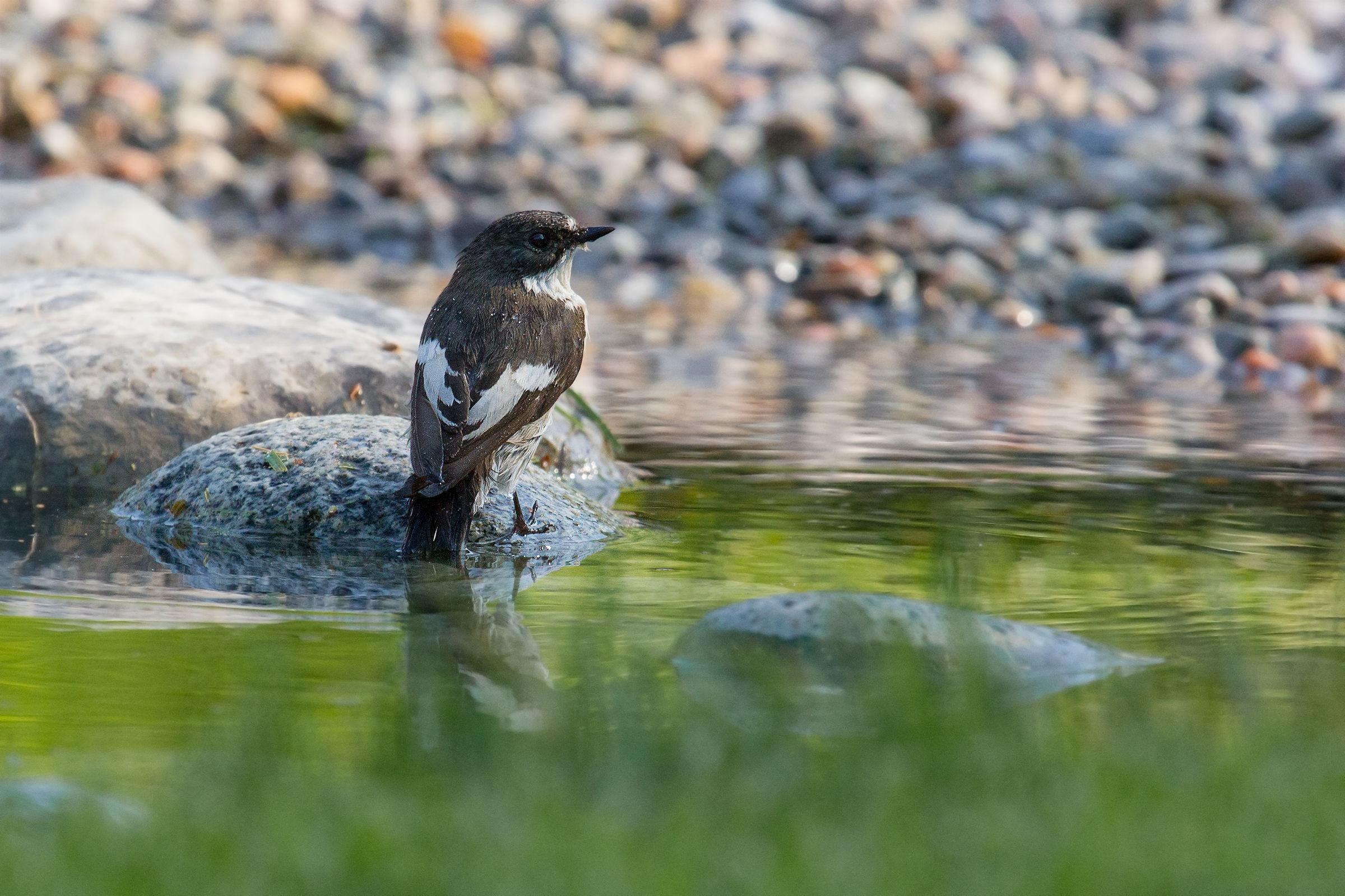 Balia nero (Ficedula hipoleuca)