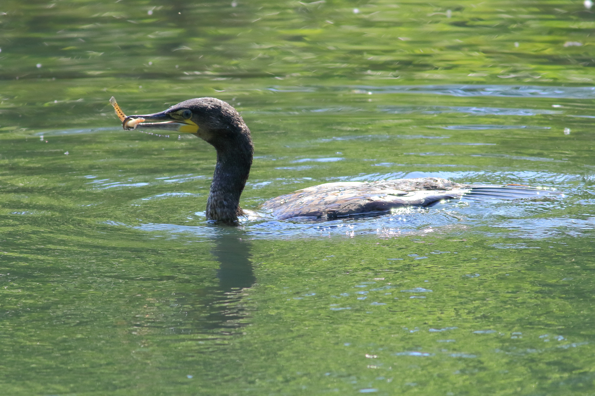 Cormorant with Cobite