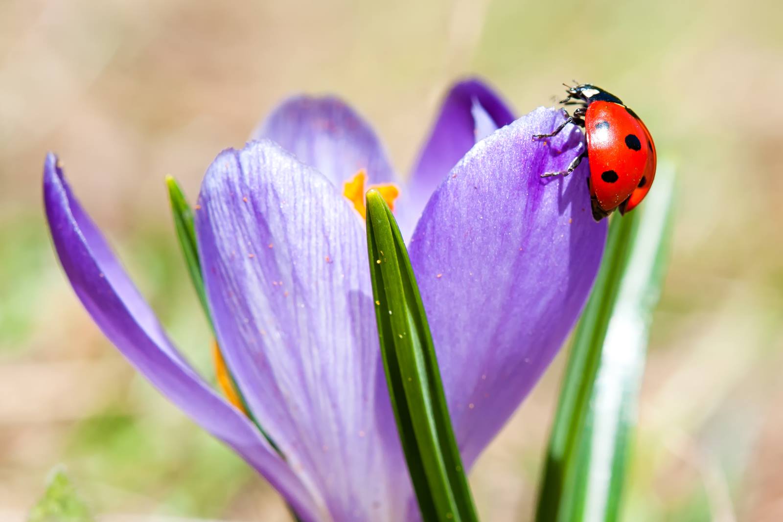Ladybird on flower