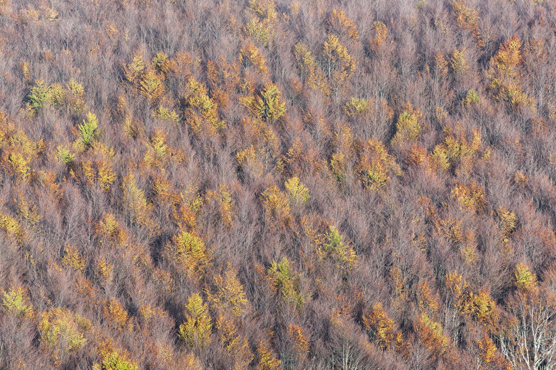 Autumn trees