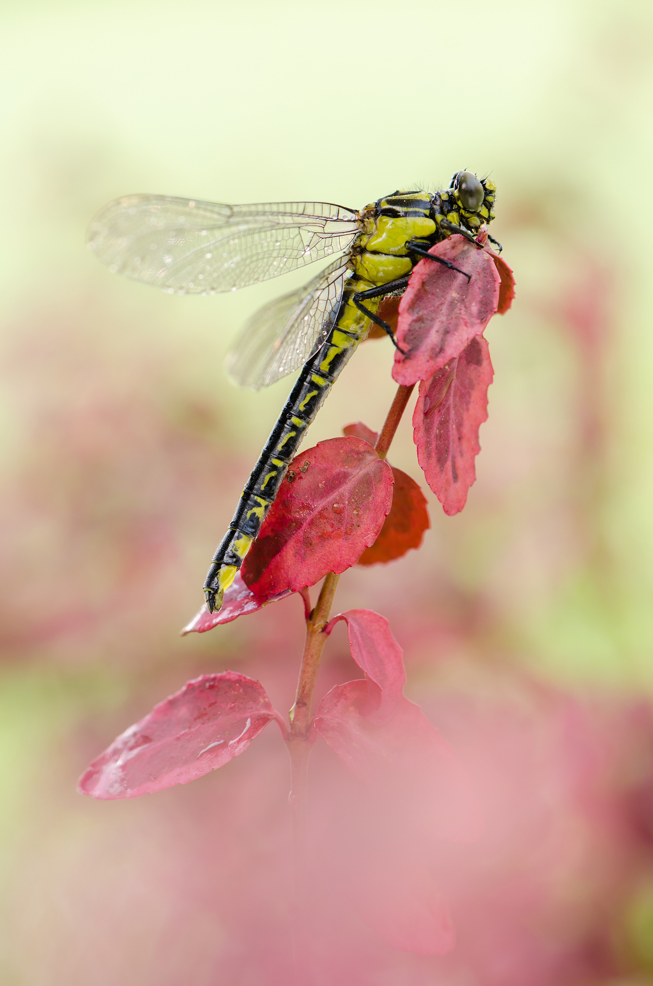 Gomphus vulgatissimus