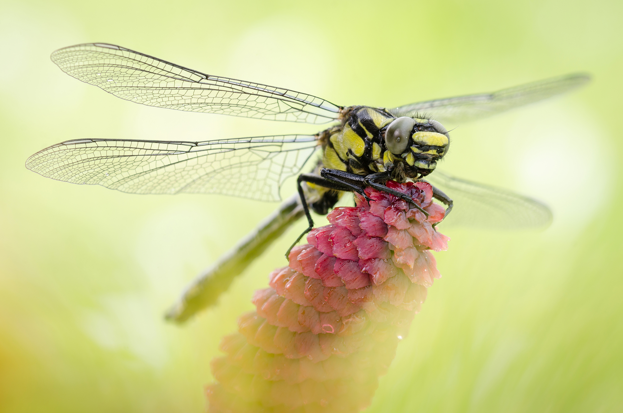 Gomphus vulgatissimus