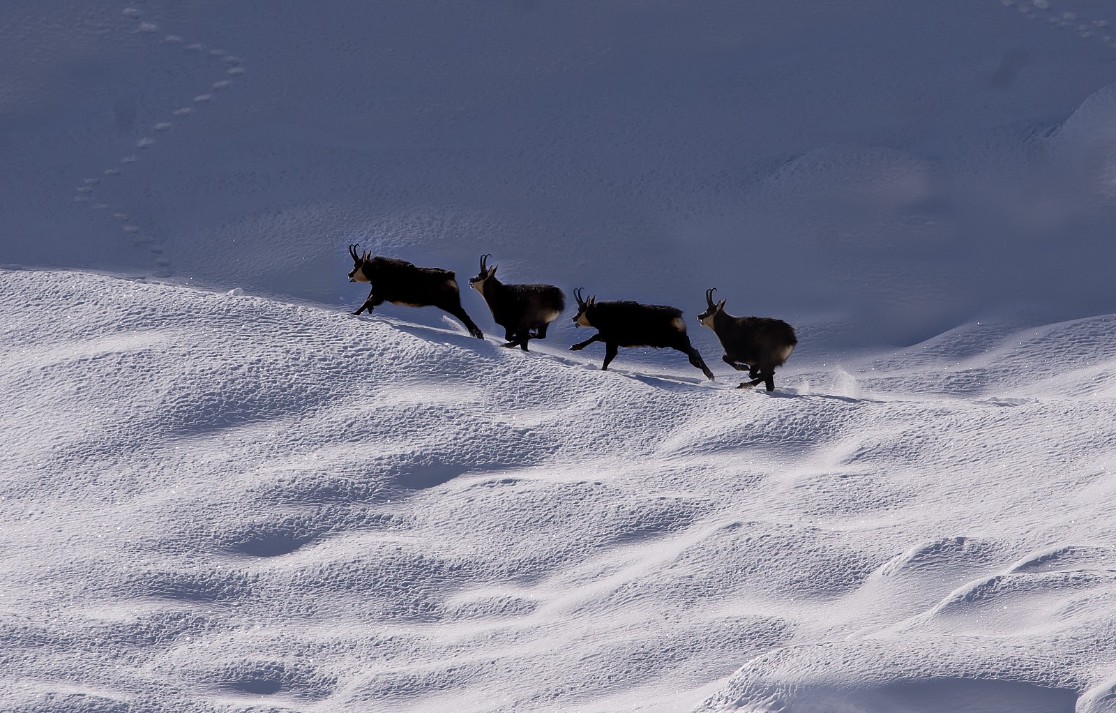 Racing suede - four photos in one